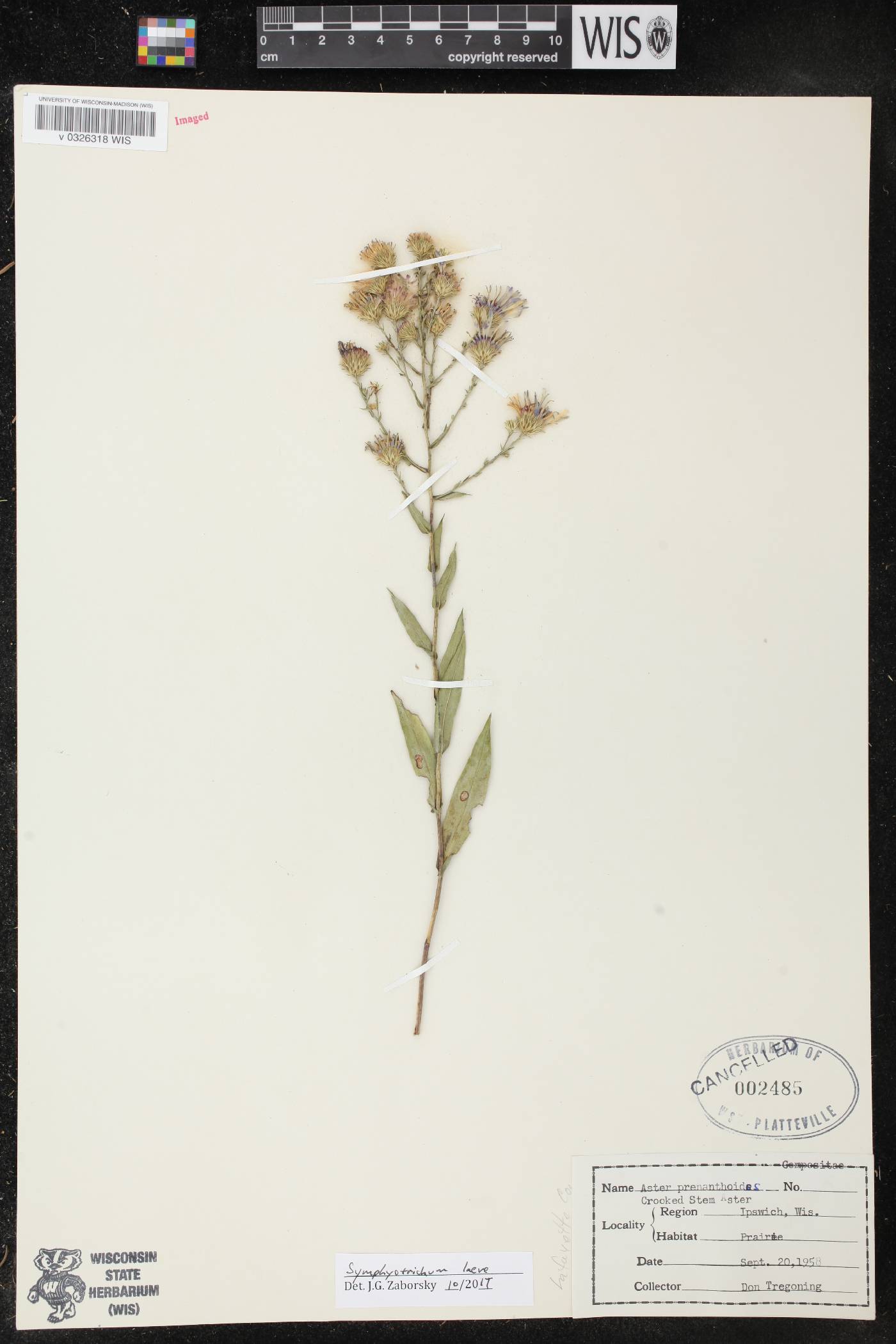Symphyotrichum prenanthoides image