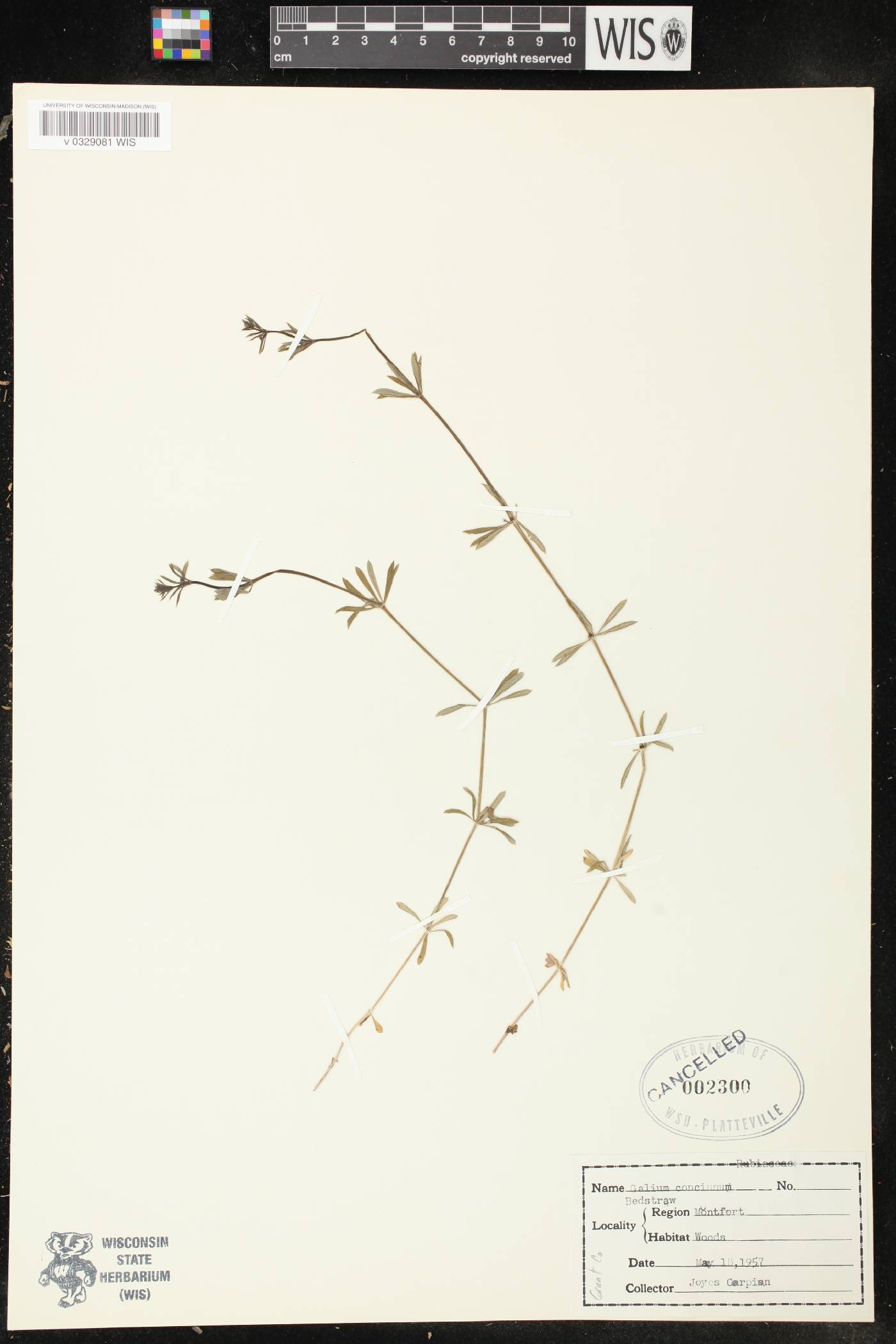 Galium concinnum image