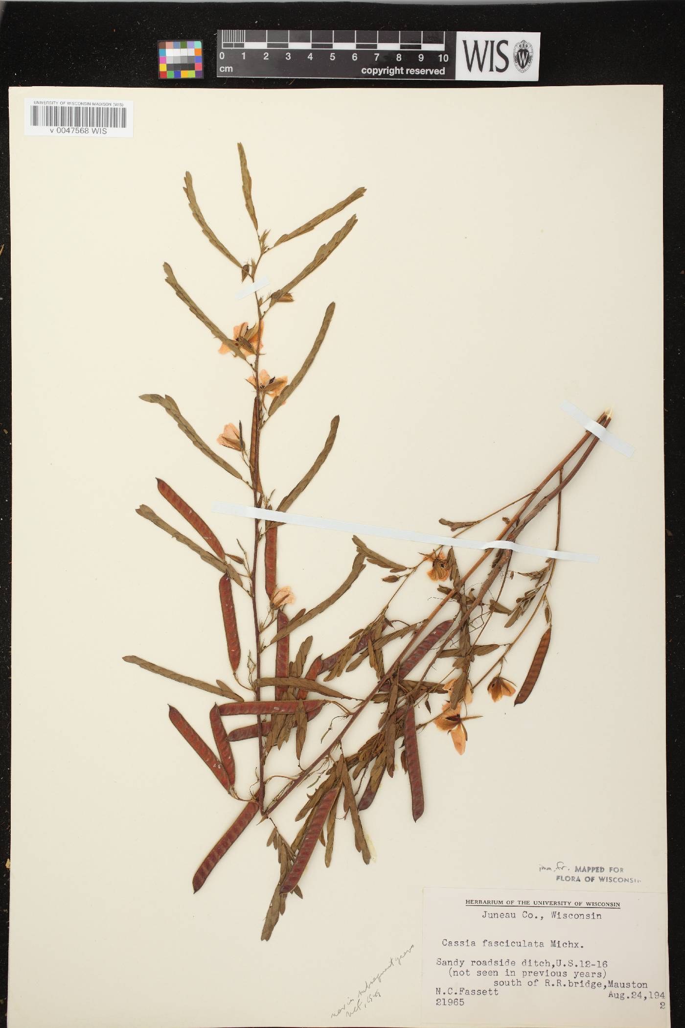 Chamaecrista fasciculata image