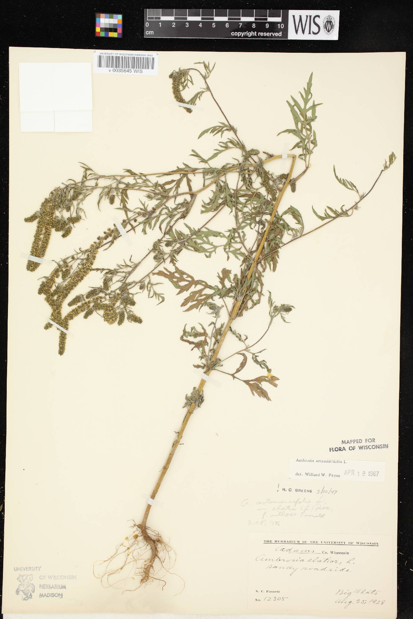 Ambrosia artemisiifolia image