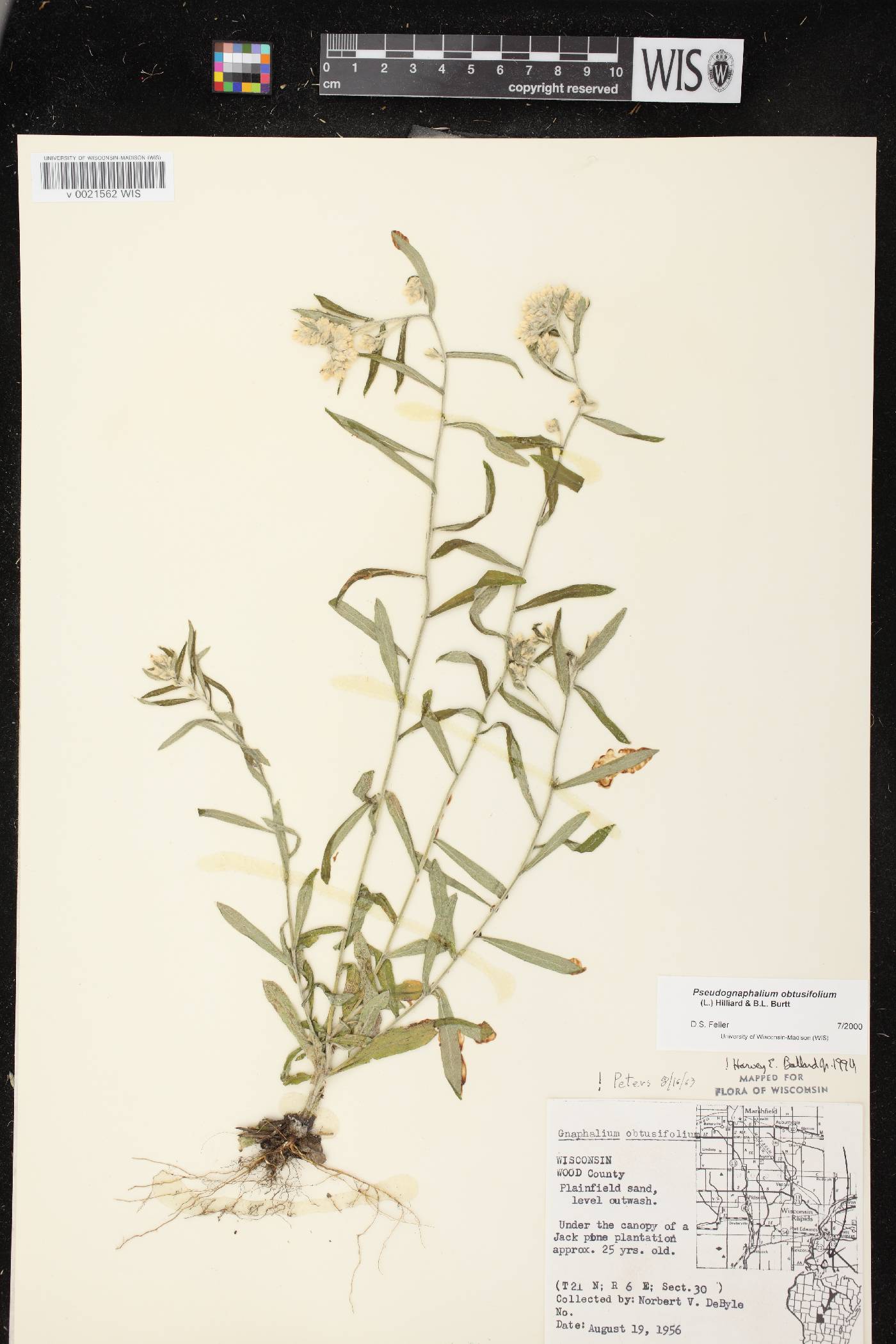 Pseudognaphalium obtusifolium image