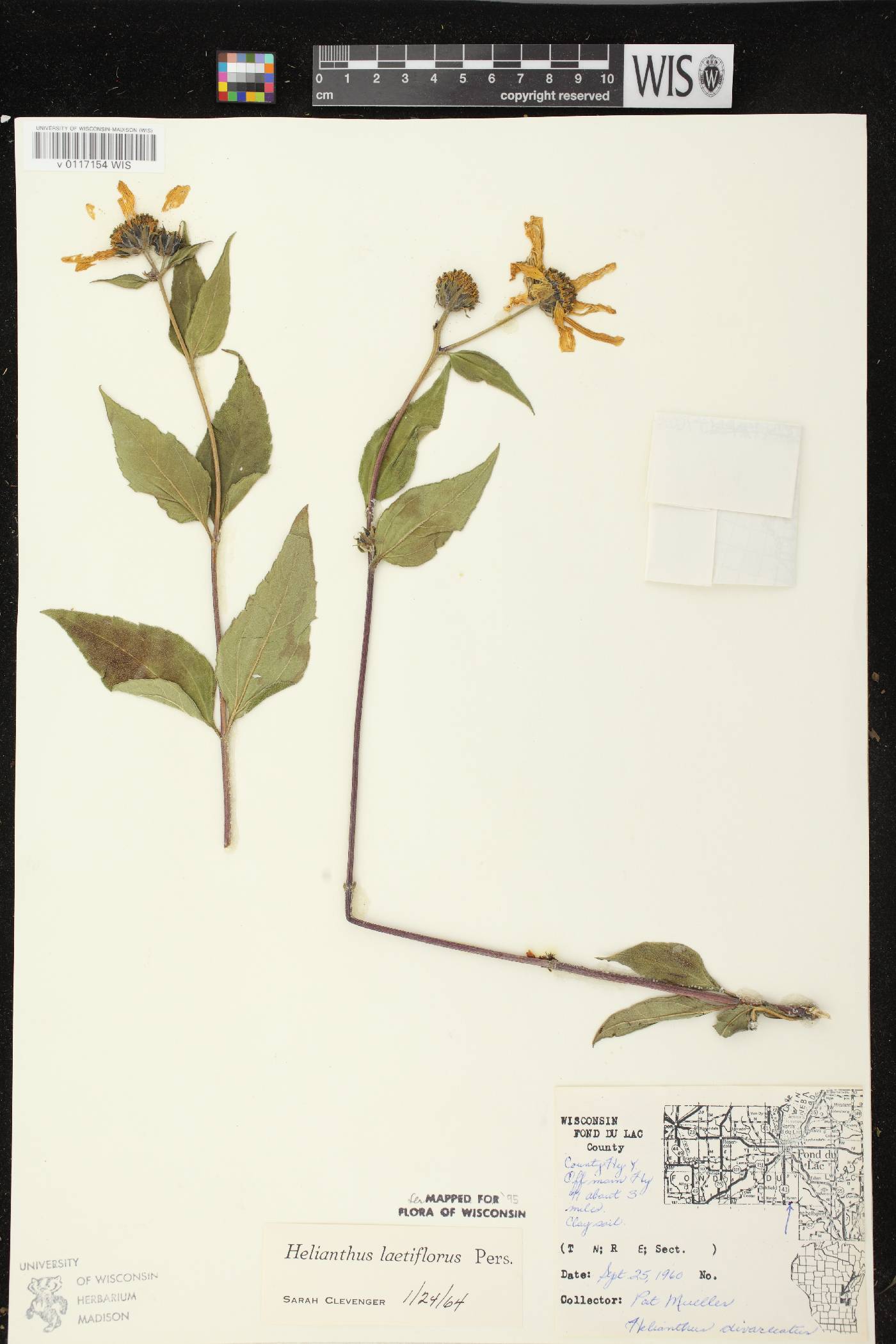 Helianthus X laetiflorus image