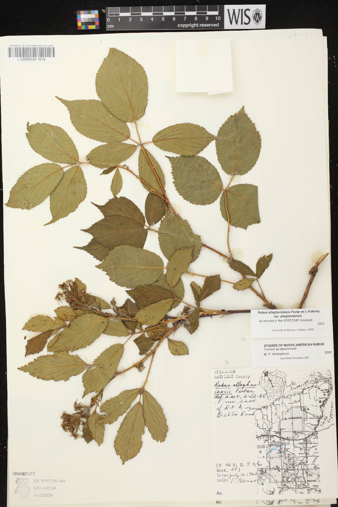 Rubus allegheniensis image