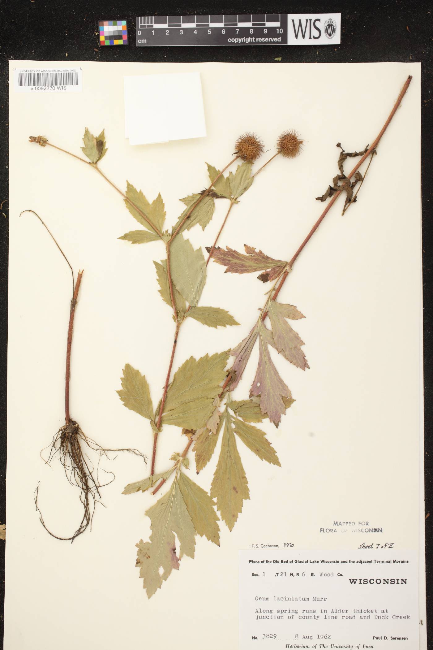 Geum laciniatum image