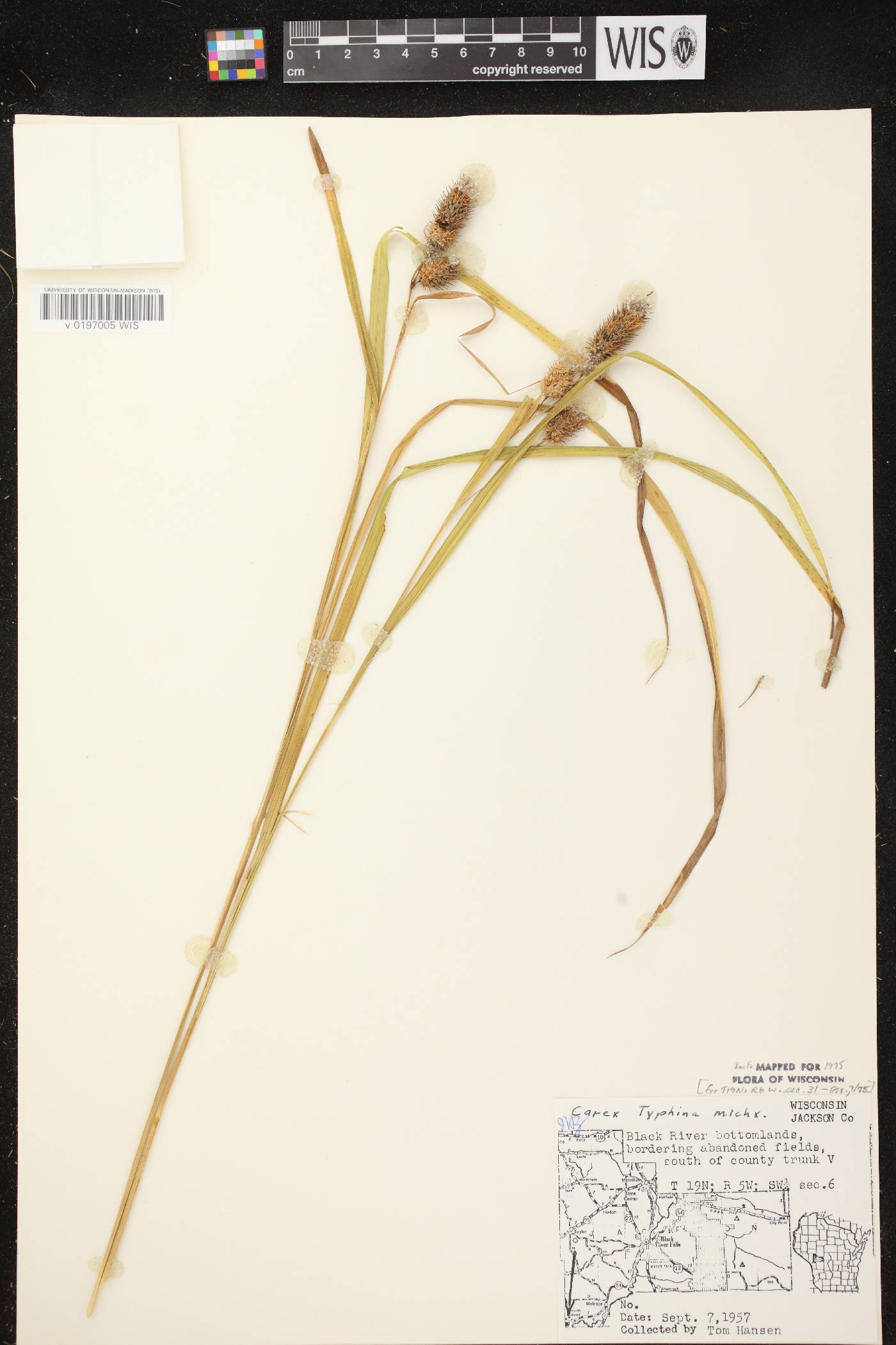 Carex typhina image