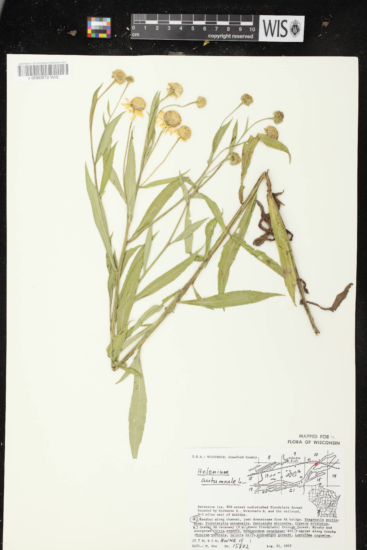Helenium autumnale image