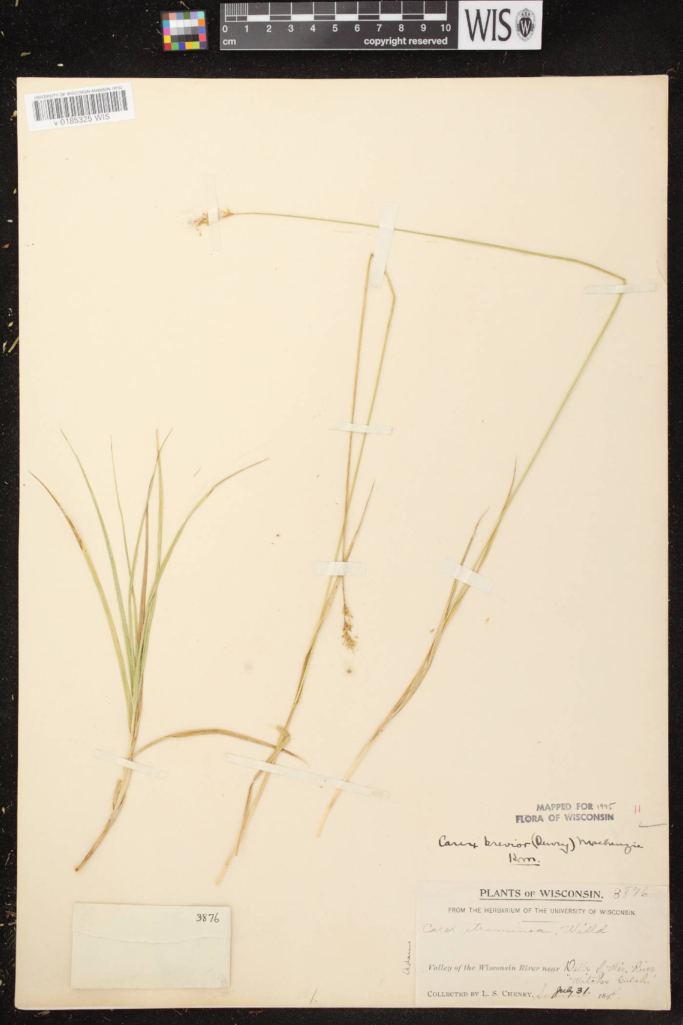 Carex brevior image