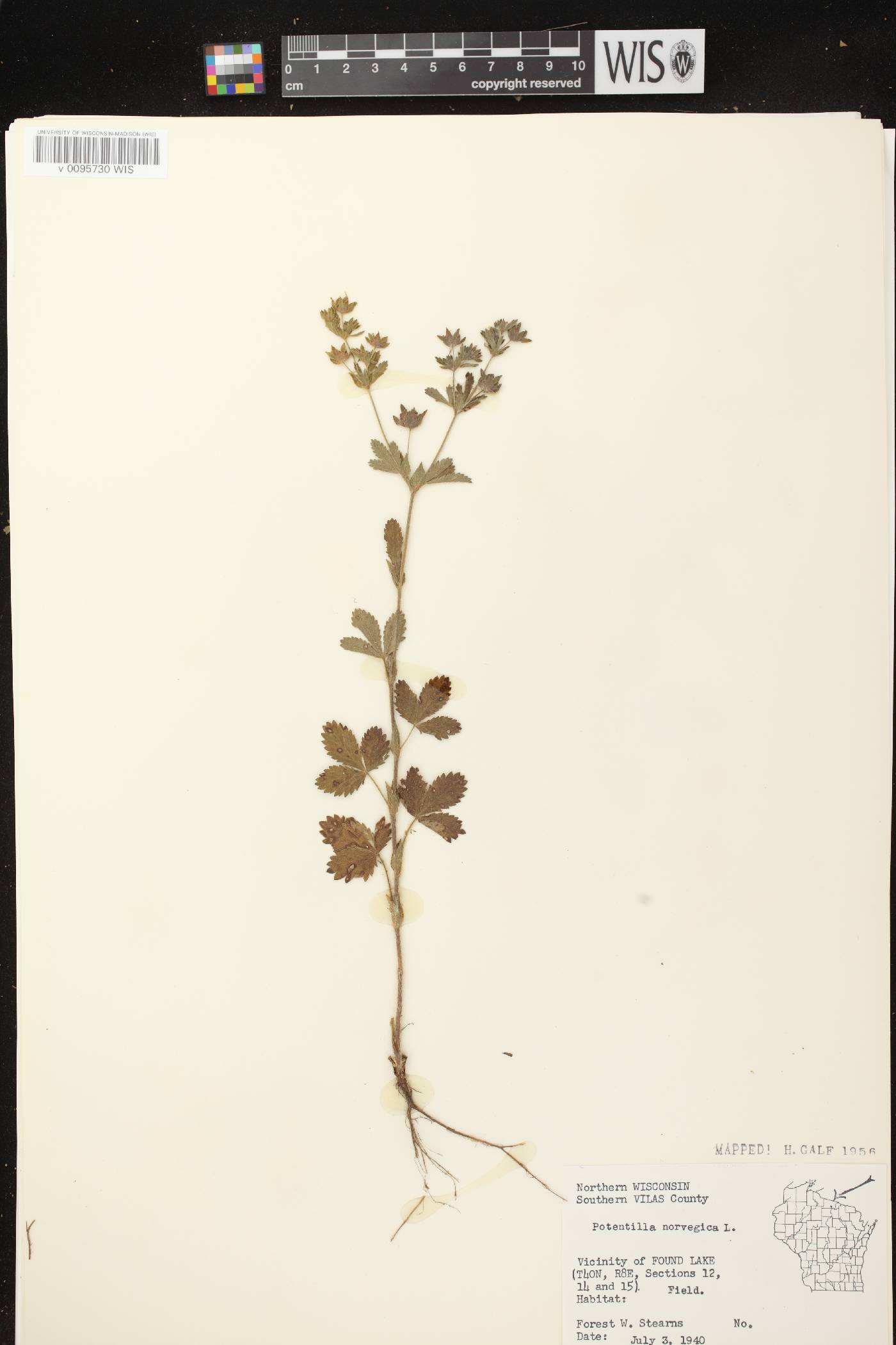Potentilla norvegica image