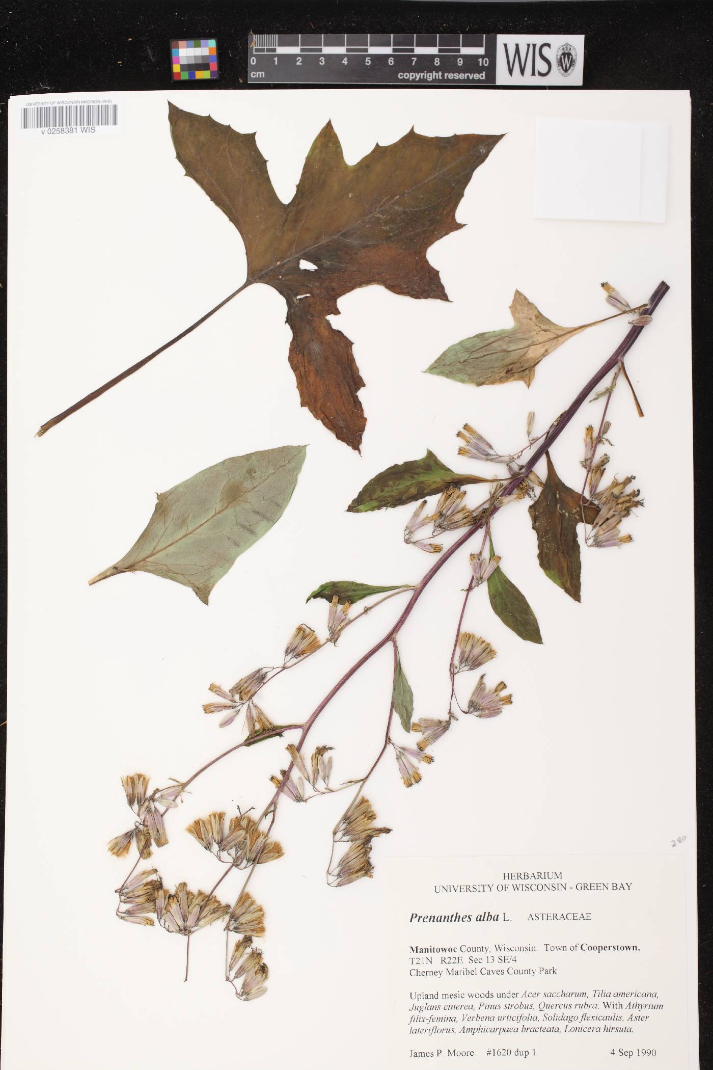 Prenanthes alba image