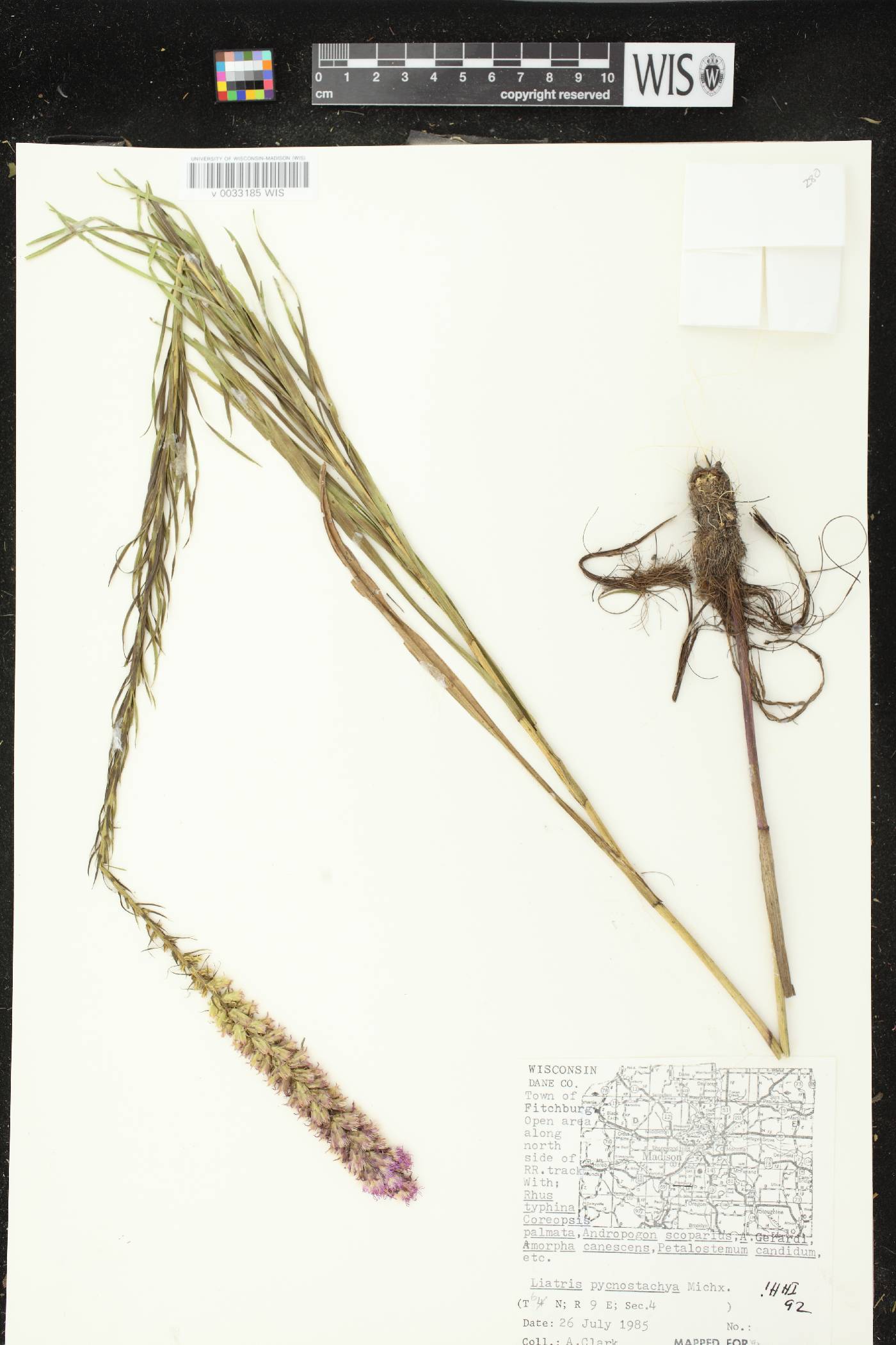 Liatris pycnostachya var. pycnostachya image
