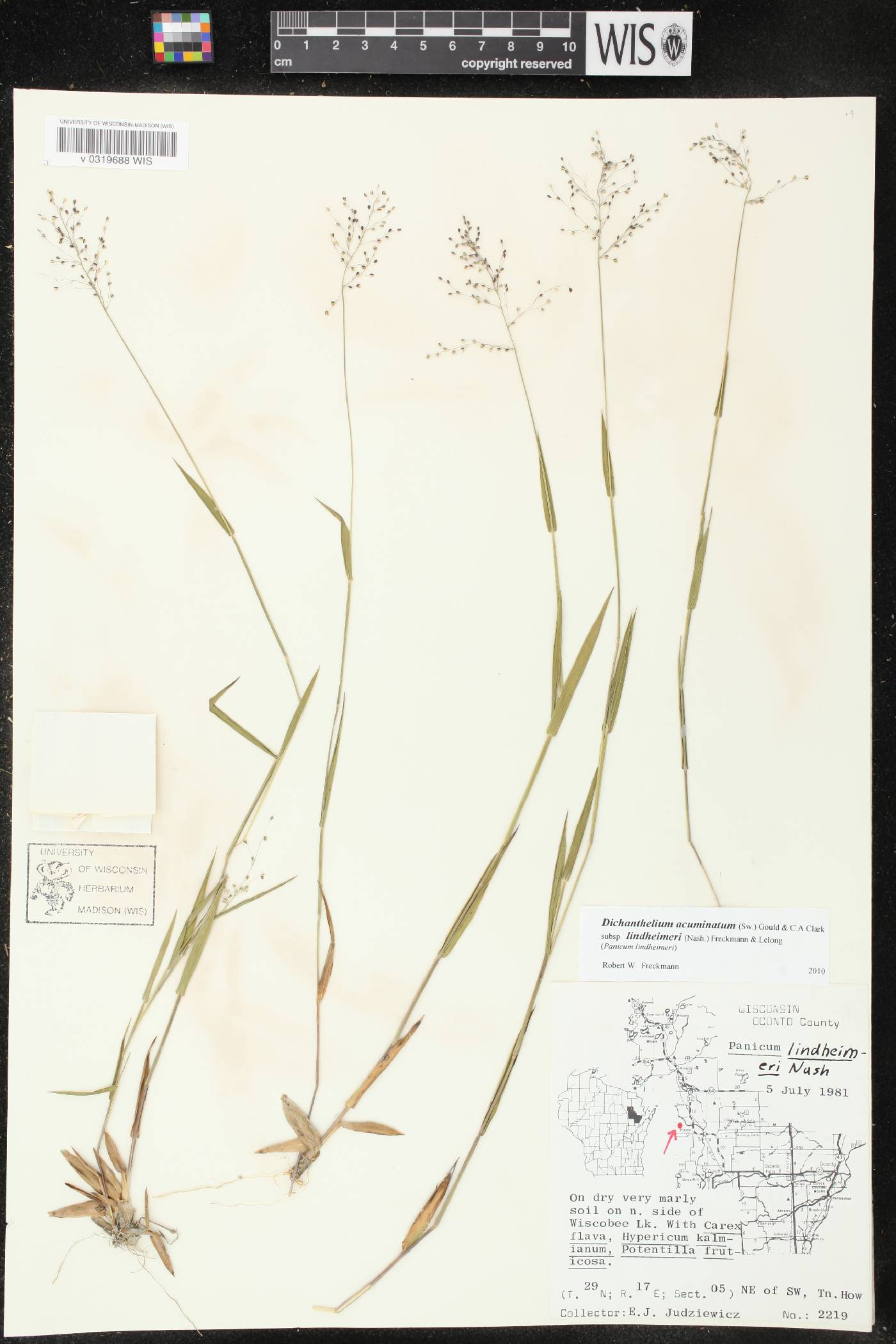 Dichanthelium acuminatum var. lindheimeri image
