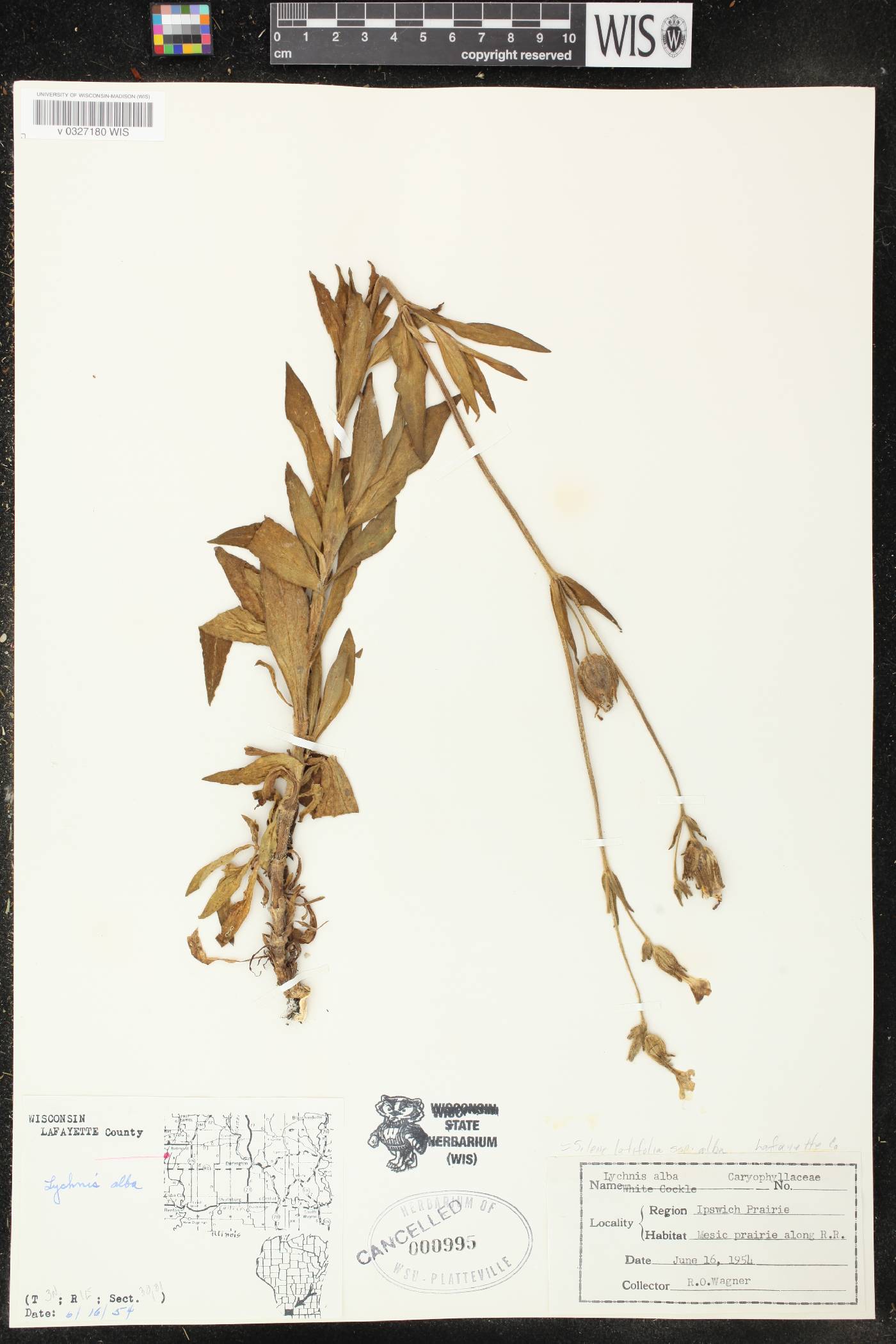 Silene latifolia image