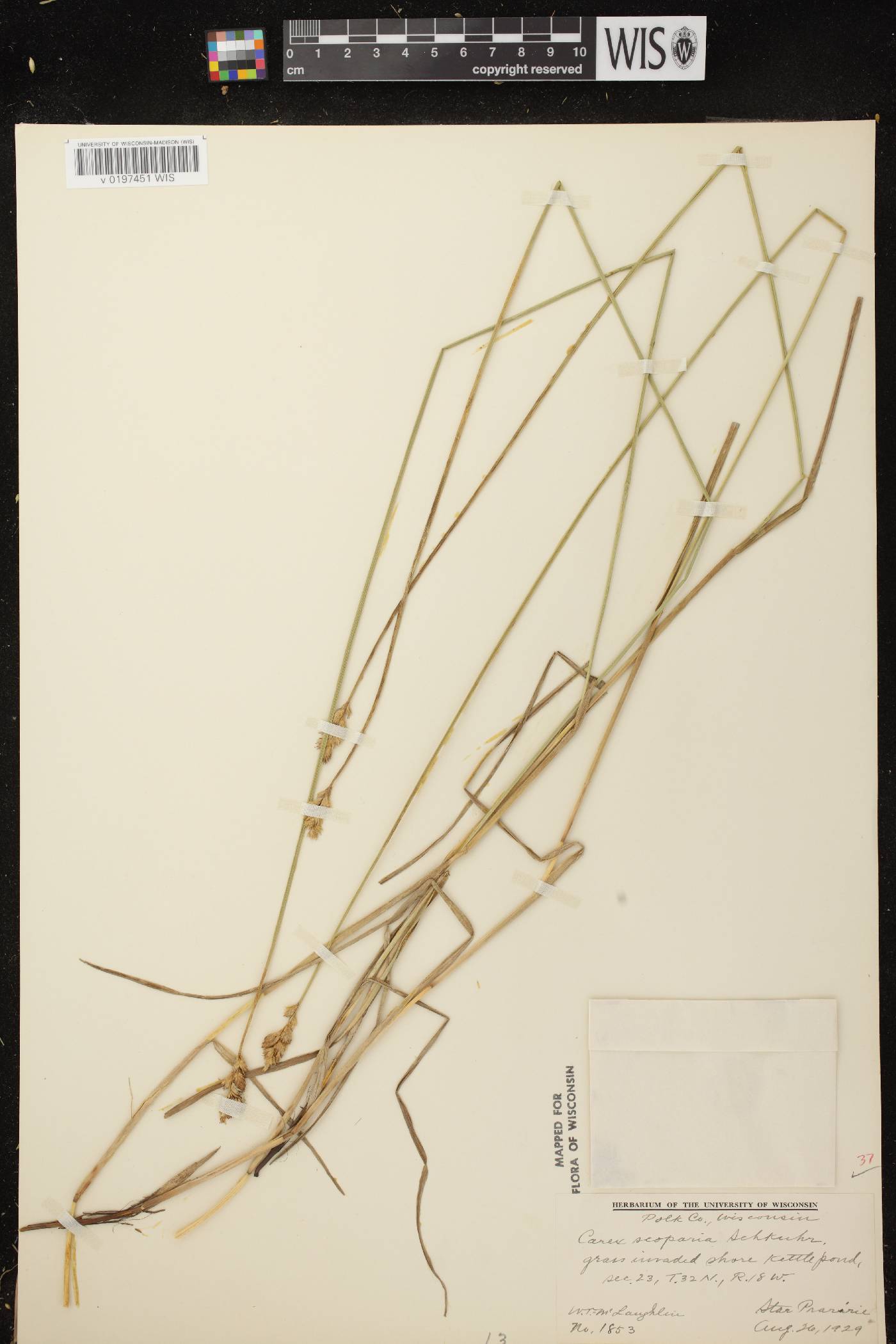 Carex scoparia var. scoparia image