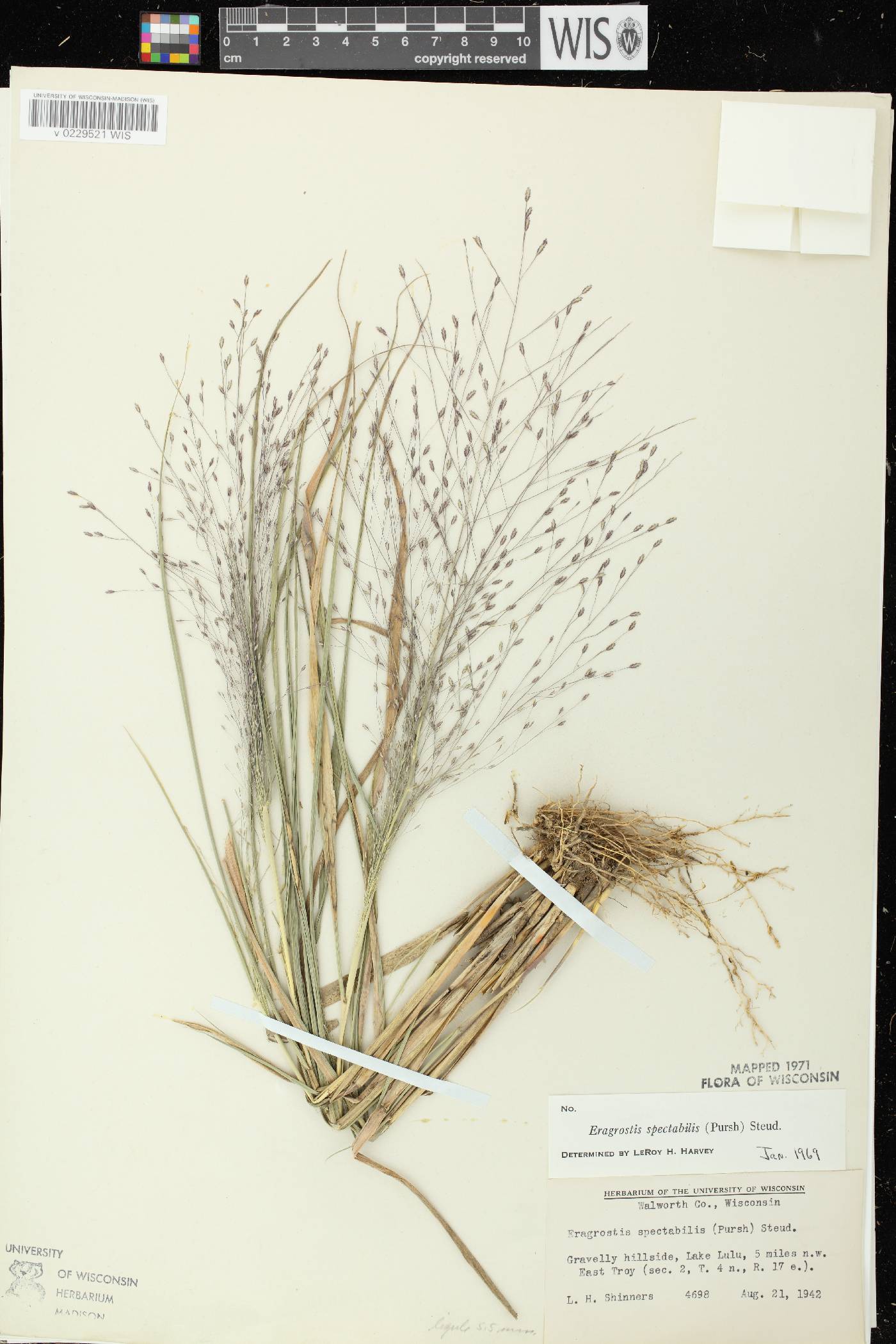 Eragrostis spectabilis image