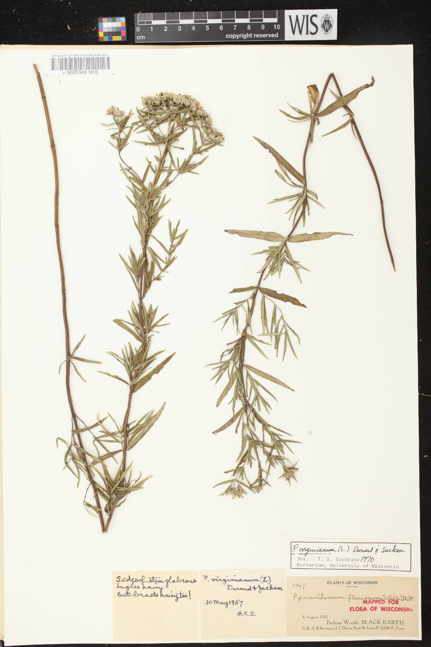 Pycnanthemum virginianum image