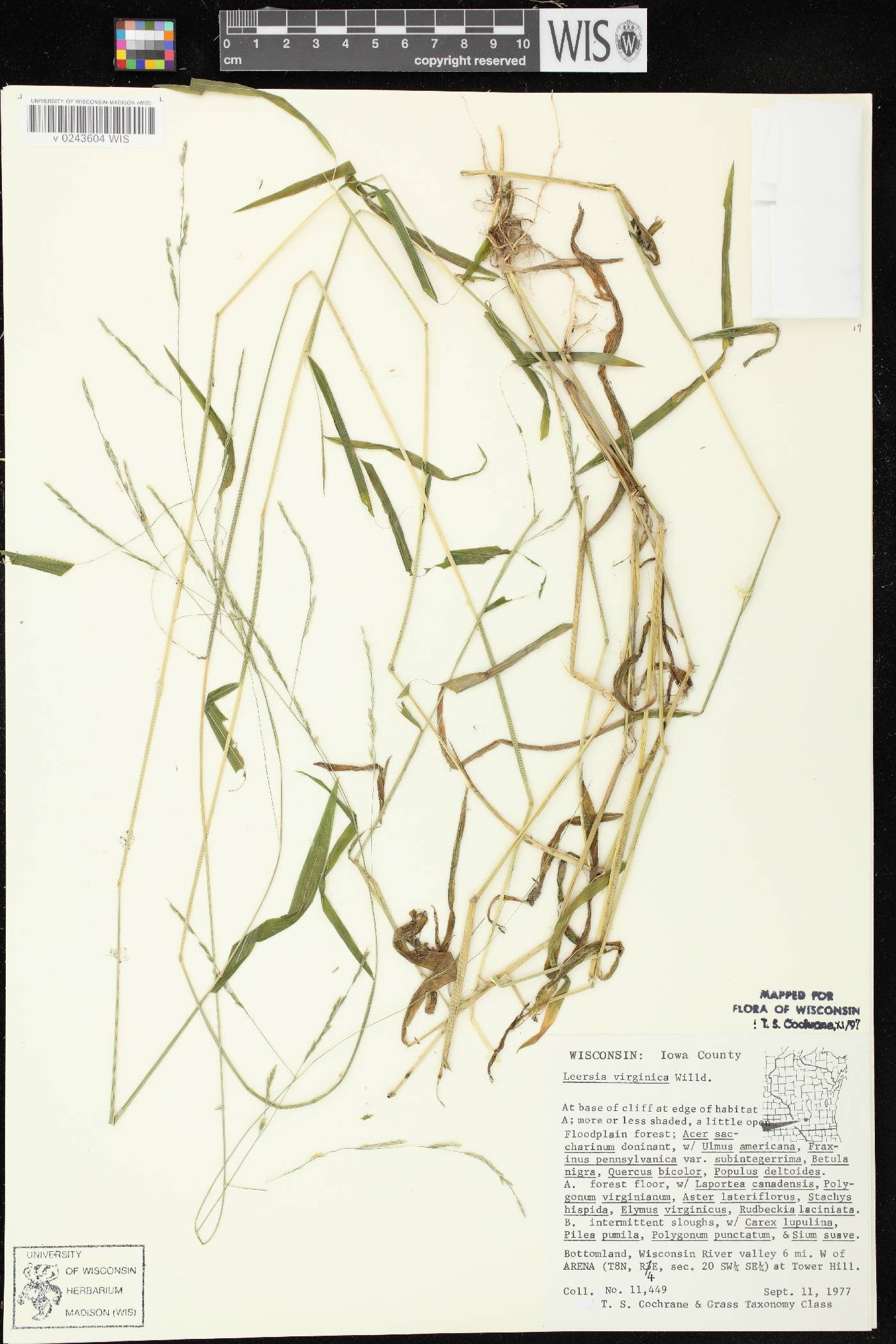 Leersia virginica image
