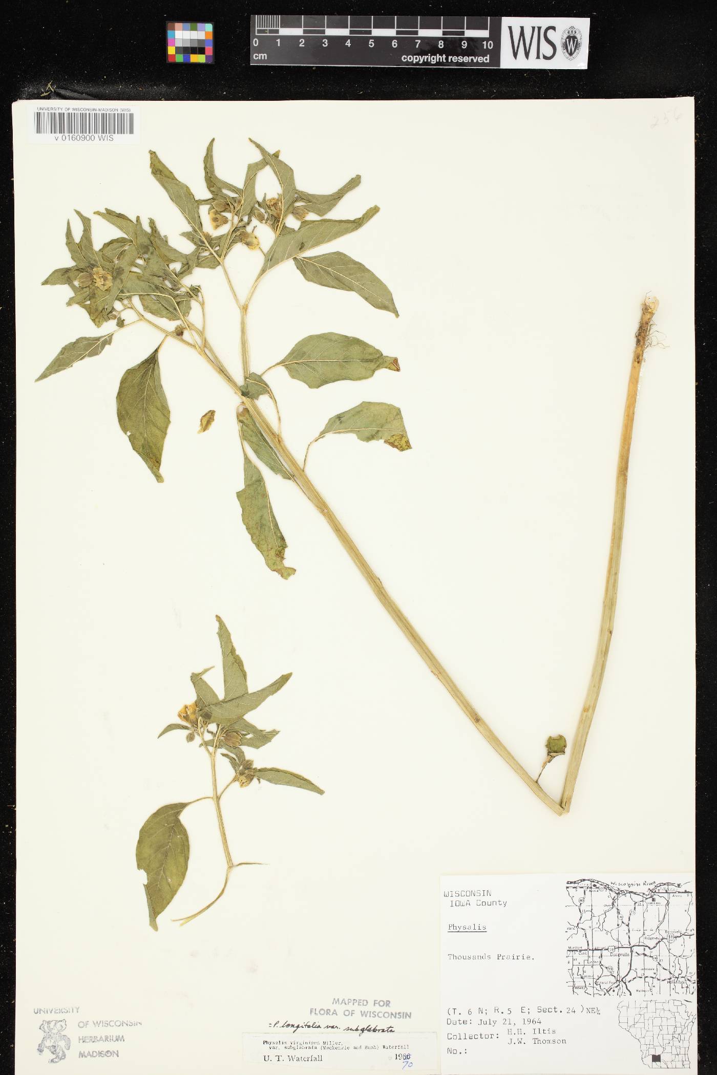 Physalis longifolia image