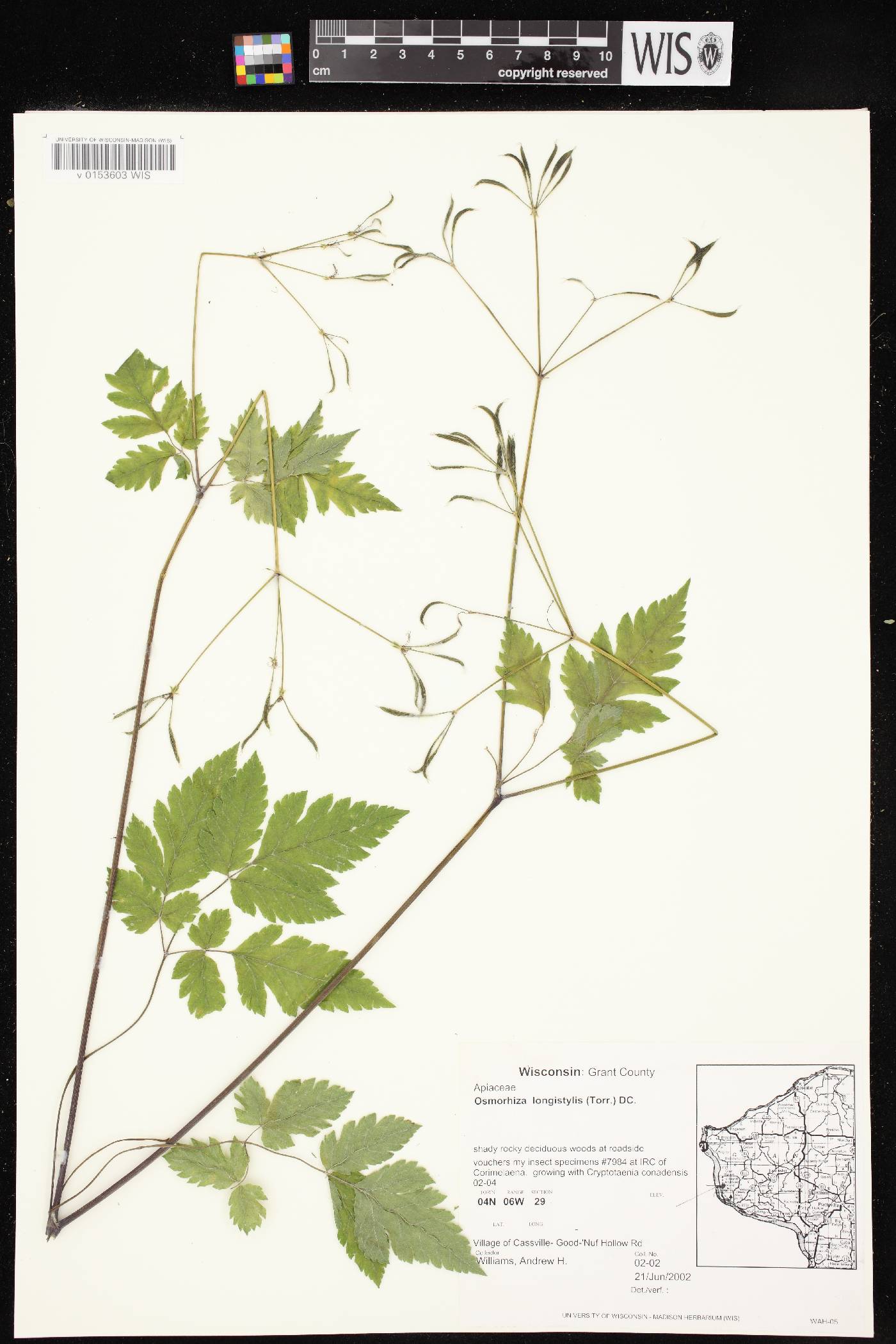 Osmorhiza longistylis image