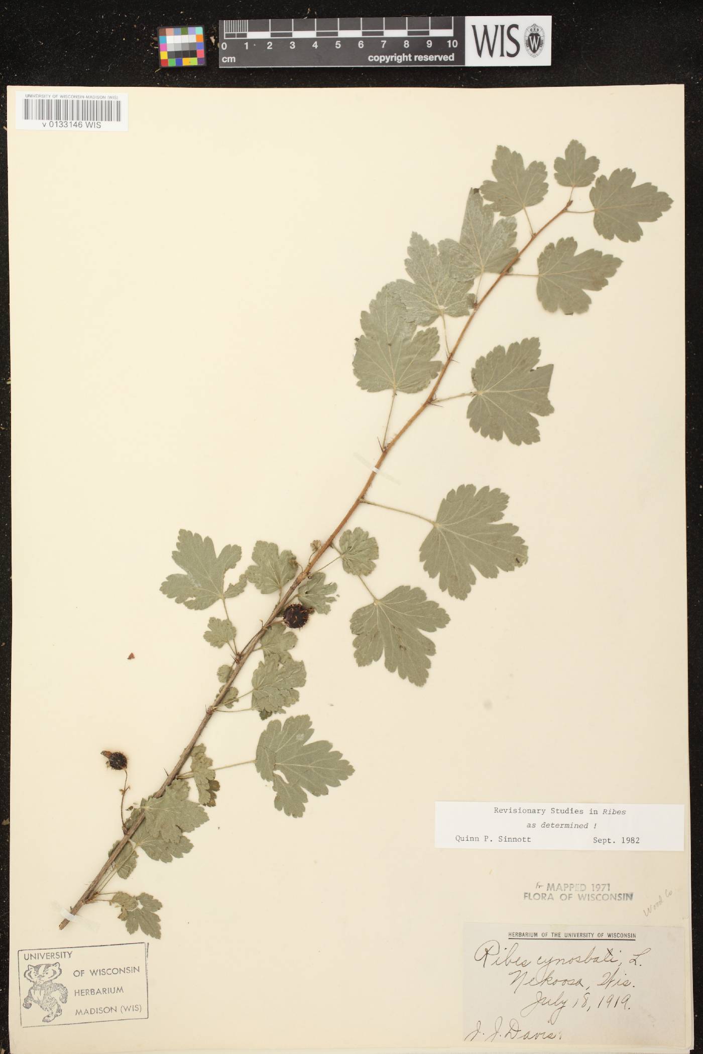 Ribes cynosbati image