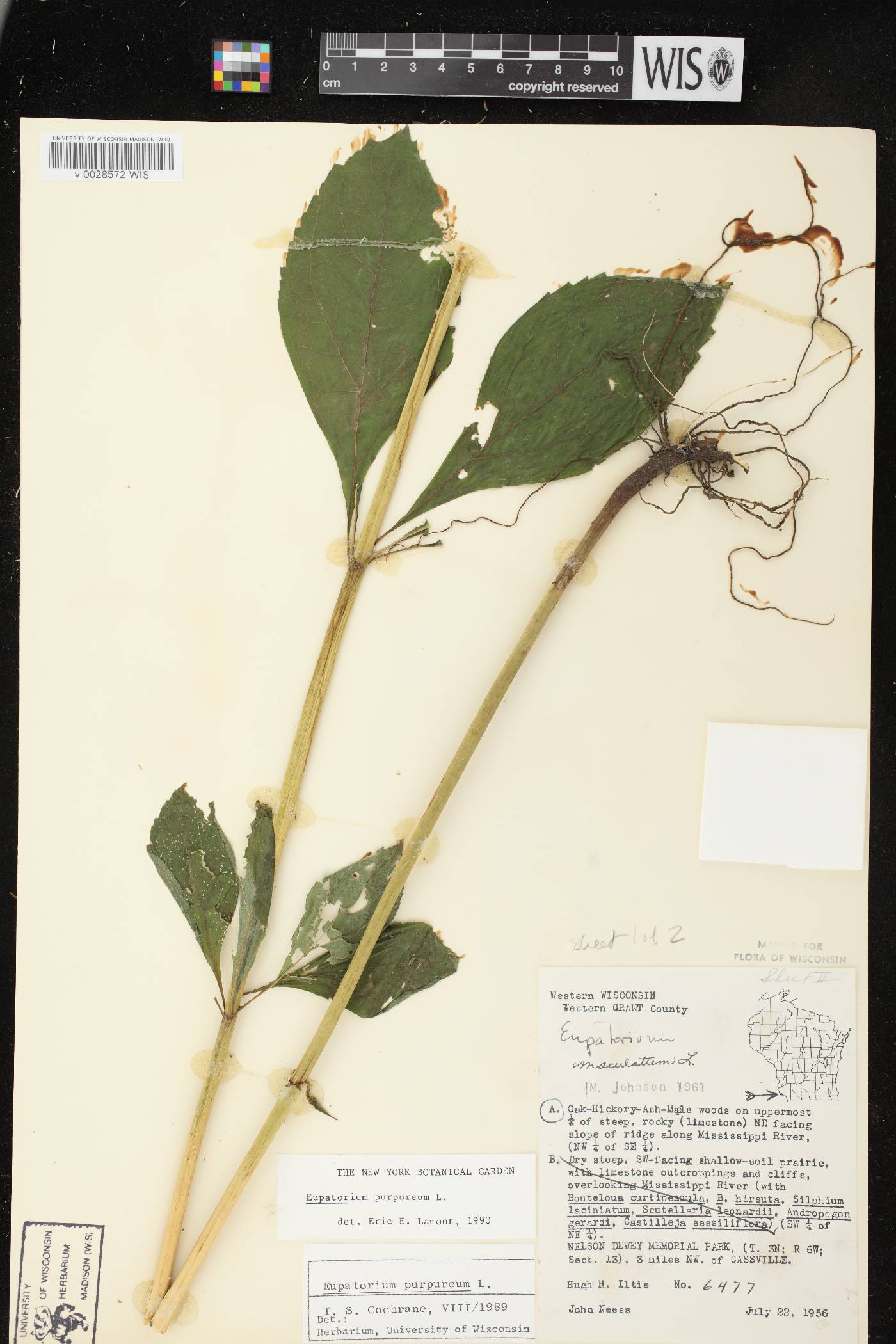 Eutrochium purpureum image