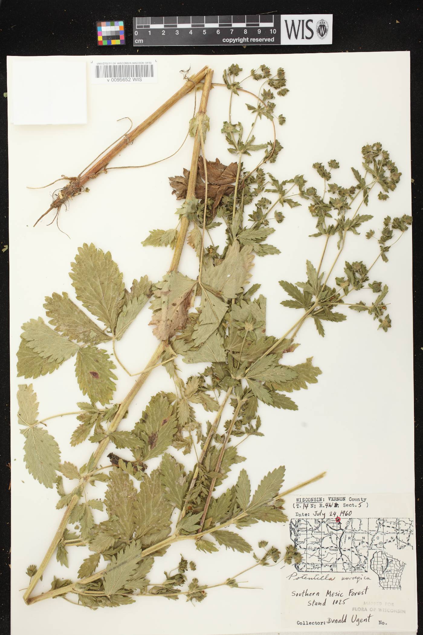Potentilla norvegica image