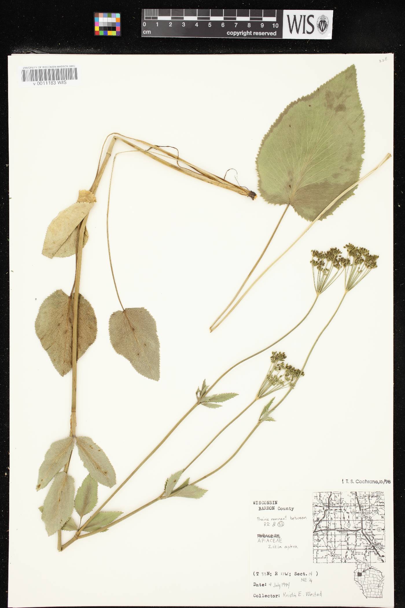 Zizia aptera image