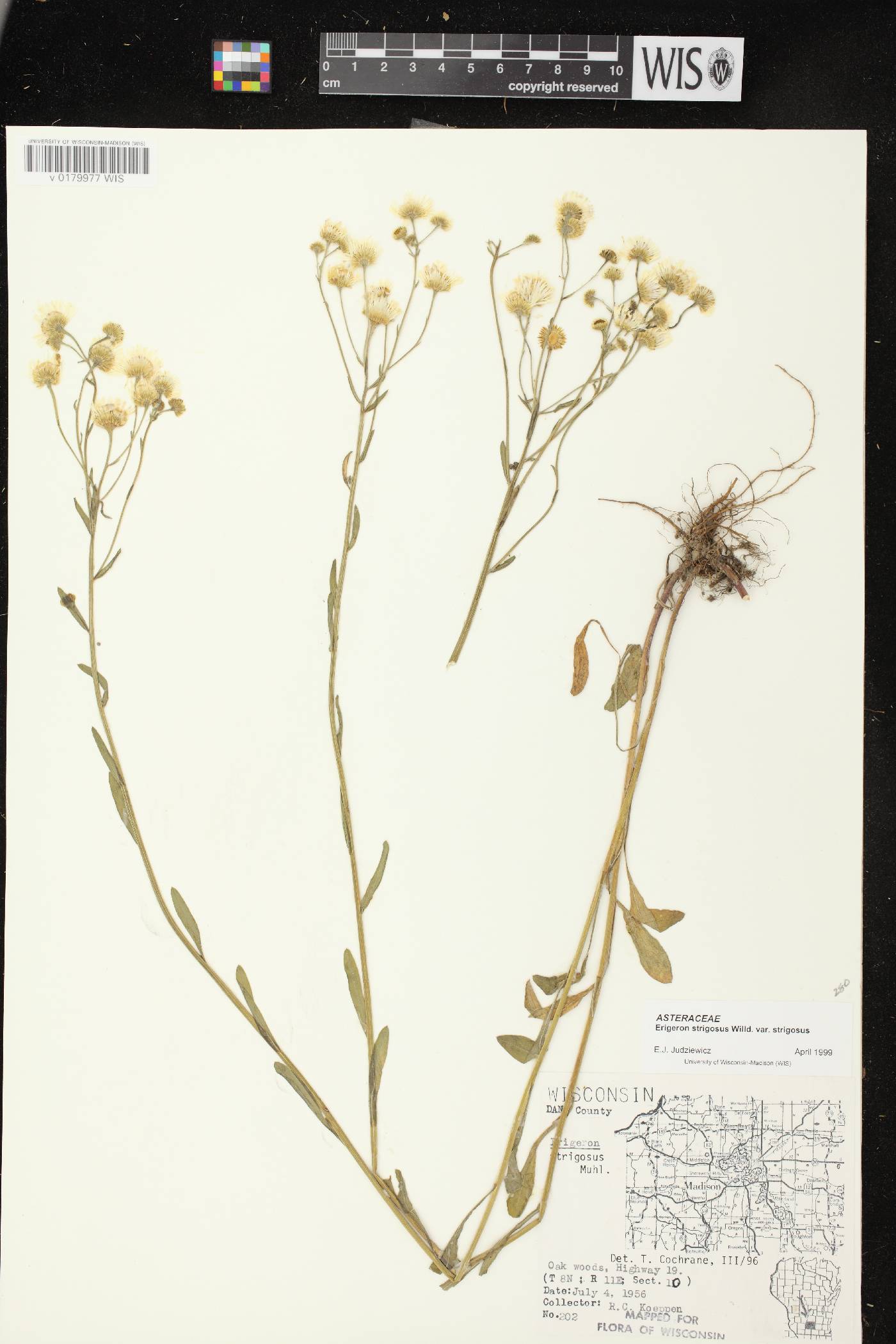 Erigeron strigosus image