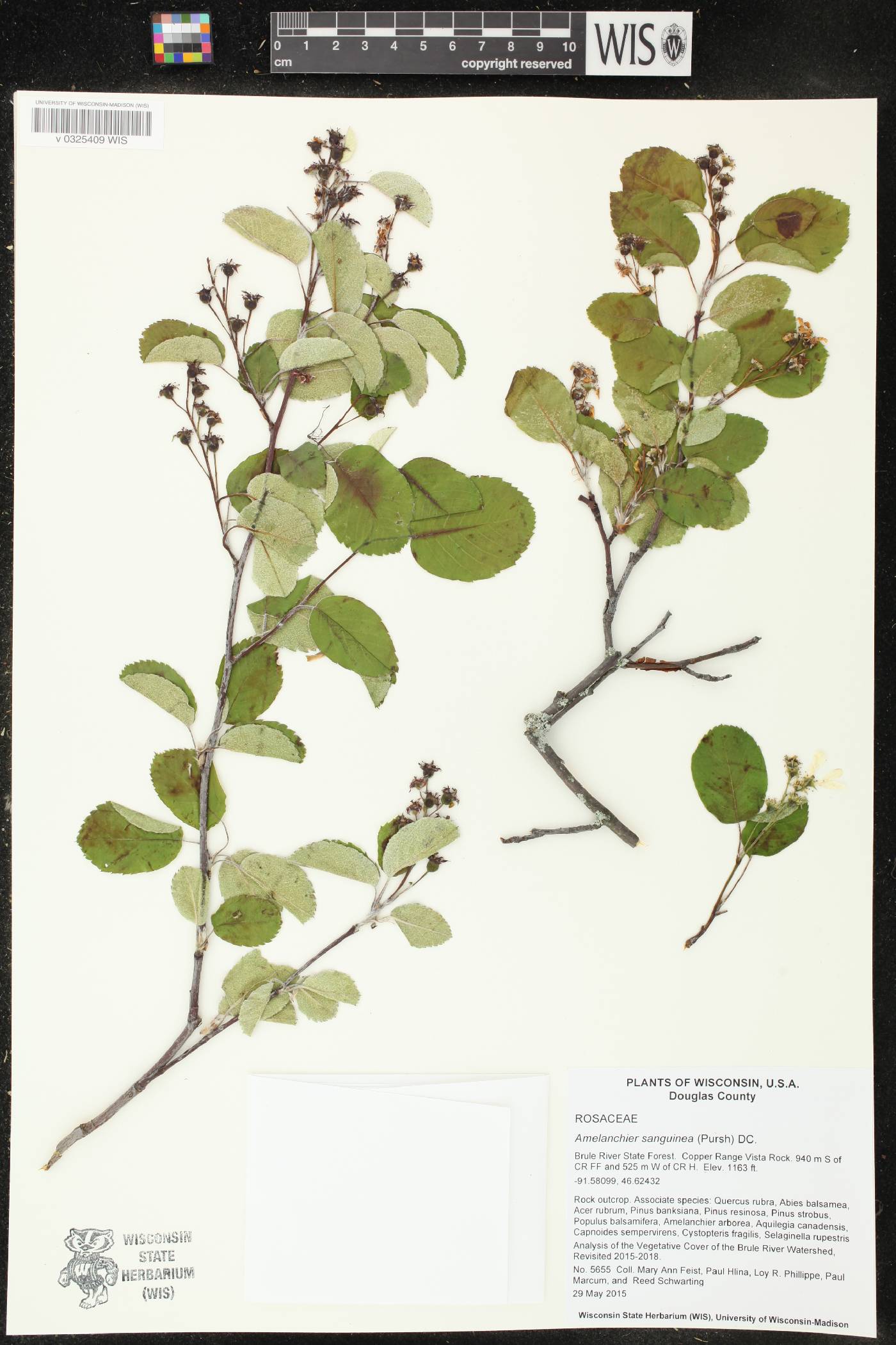 Amelanchier sanguinea image
