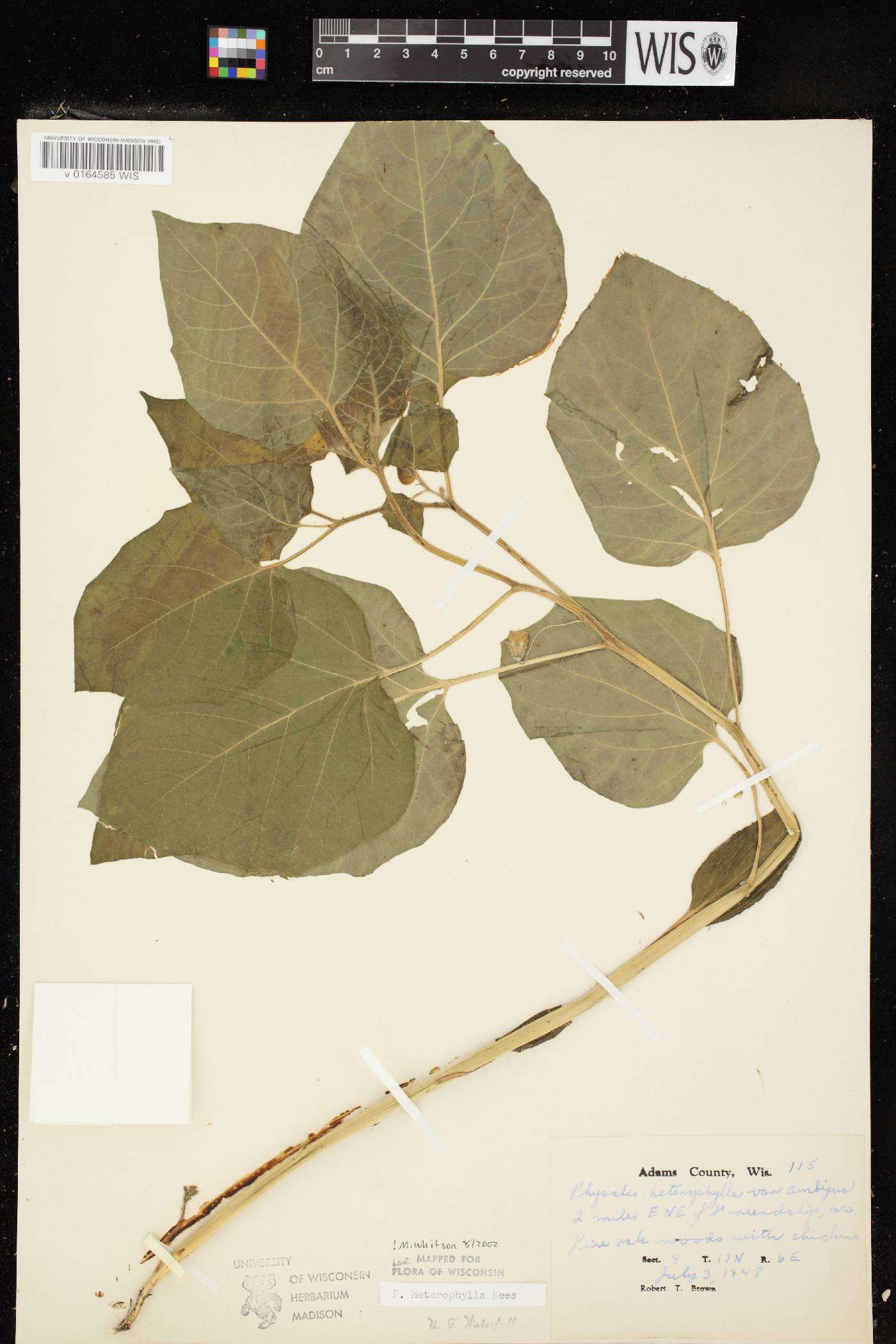 Physalis heterophylla var. heterophylla image