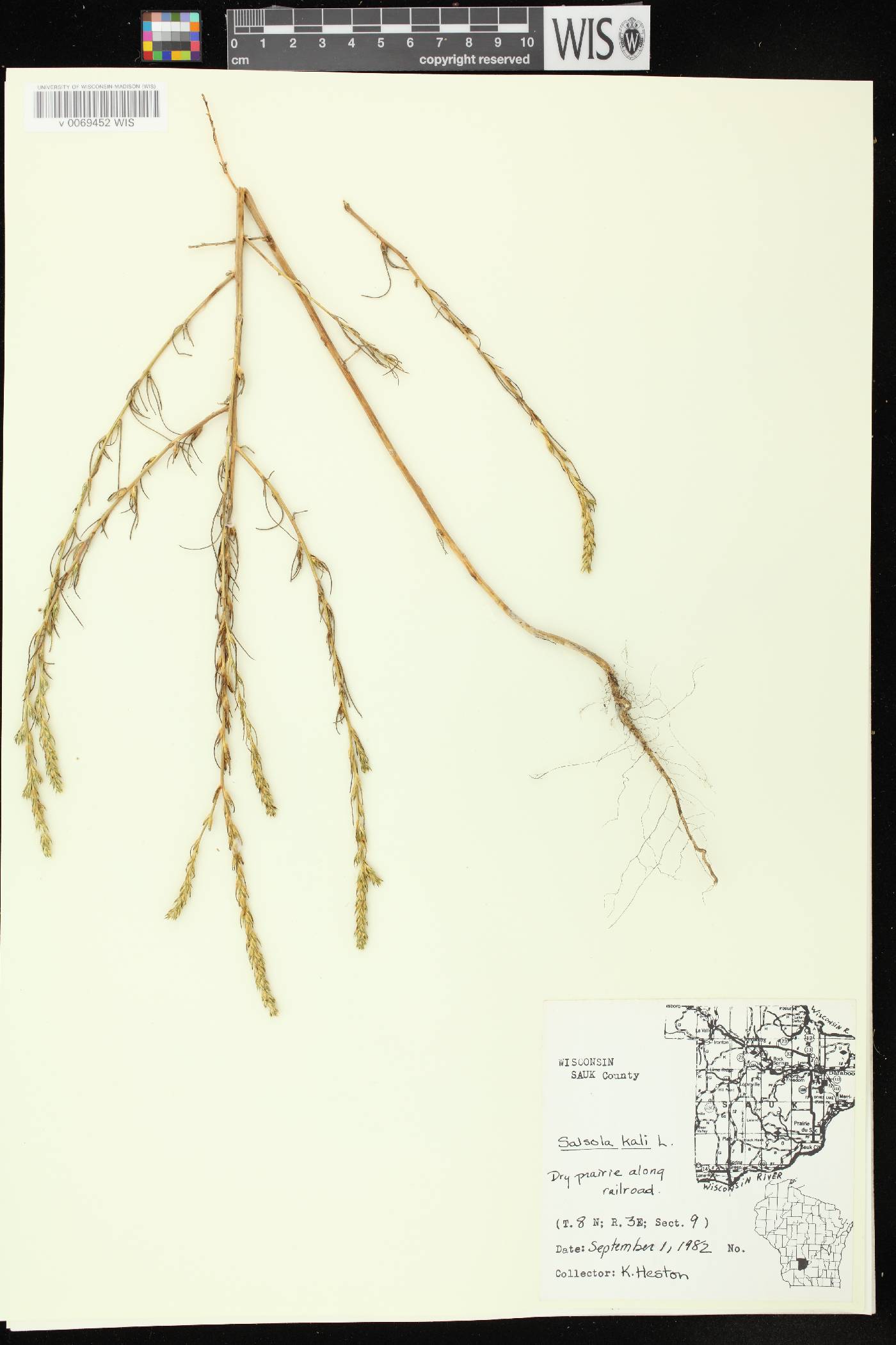 Salsola tragus image
