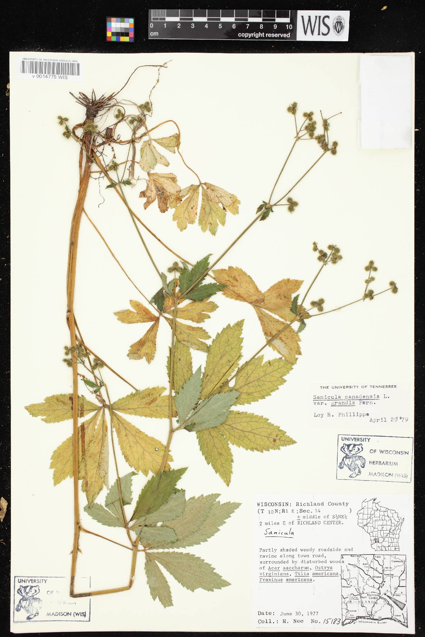 Sanicula canadensis image