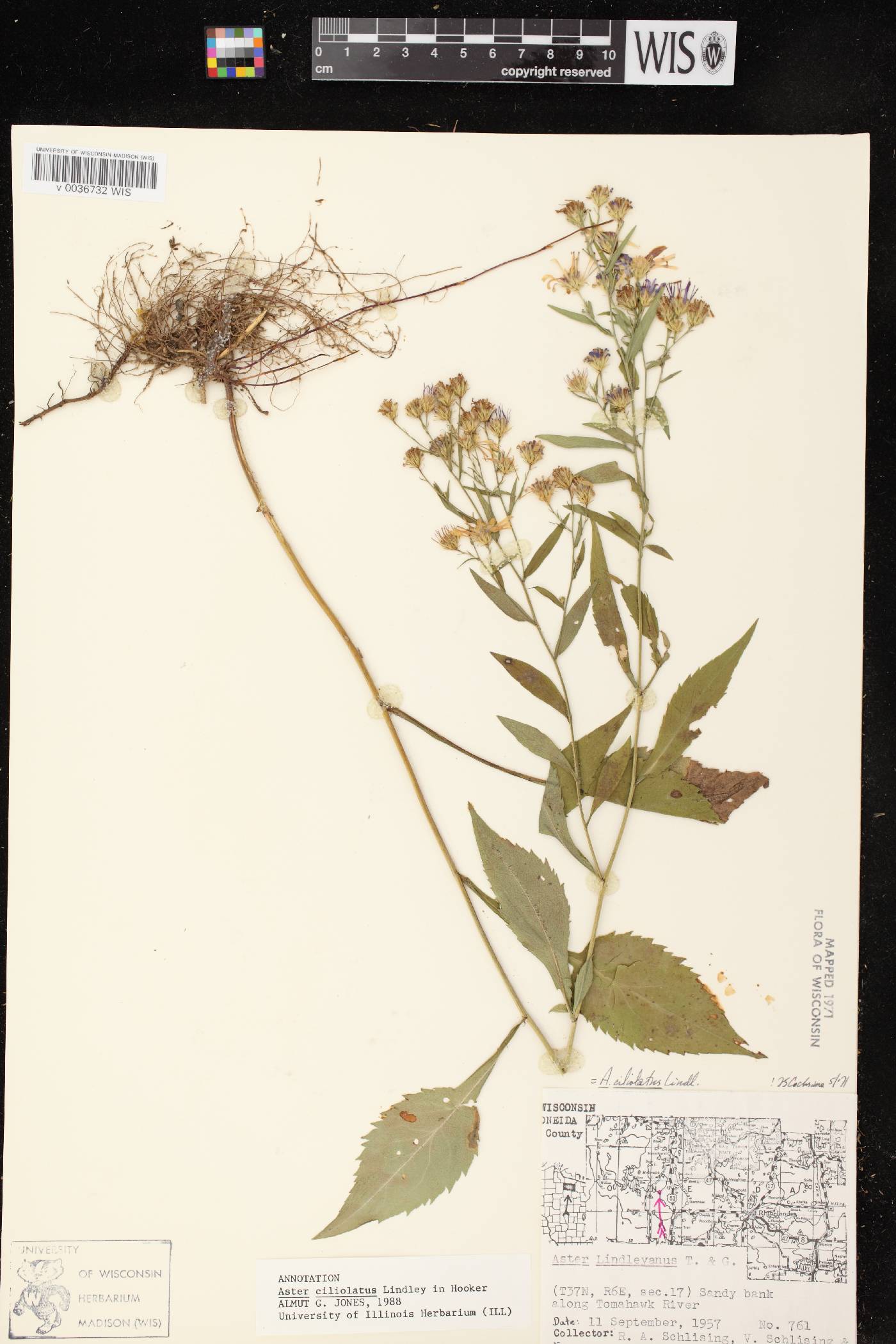 Symphyotrichum ciliolatum image