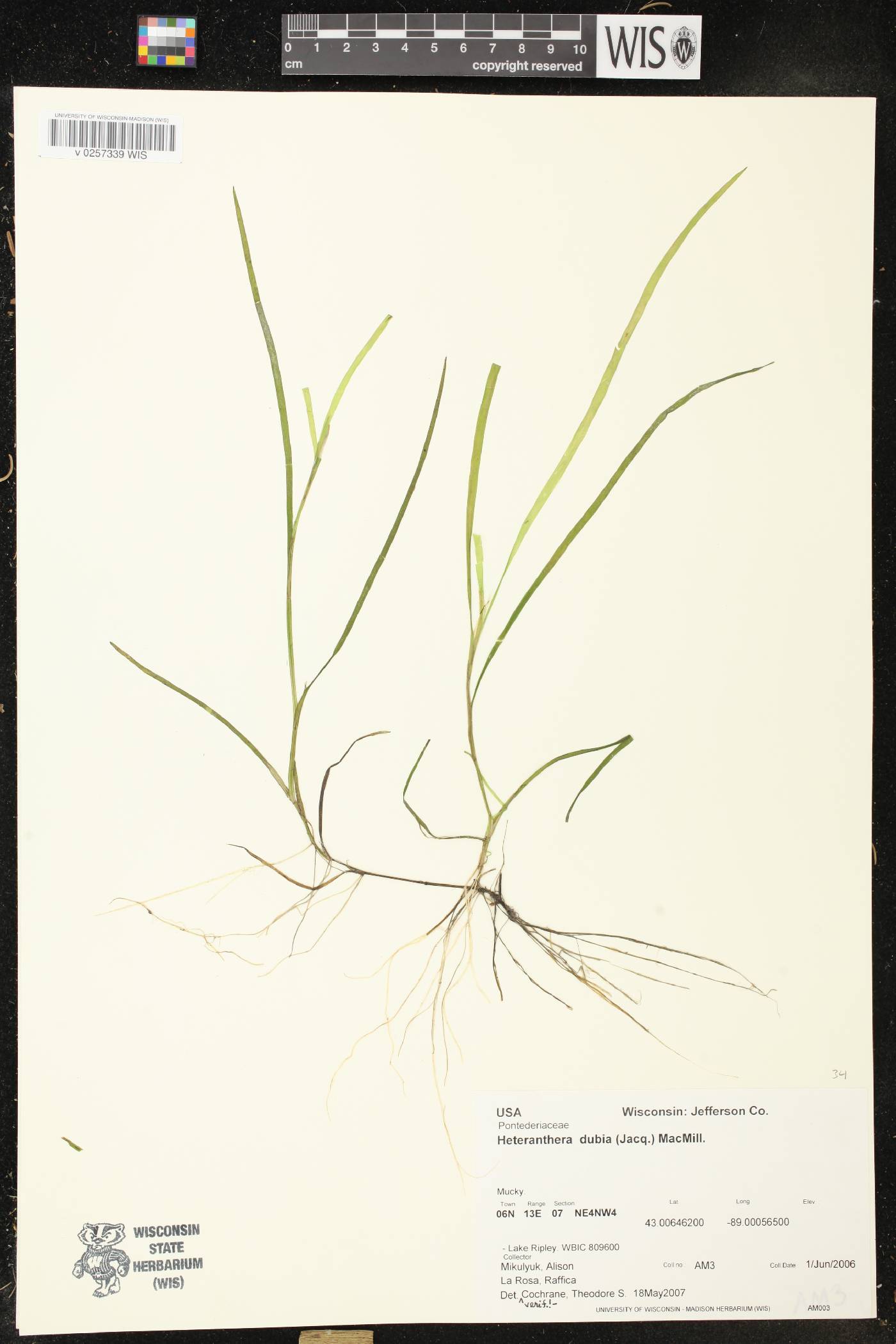 Heteranthera dubia image