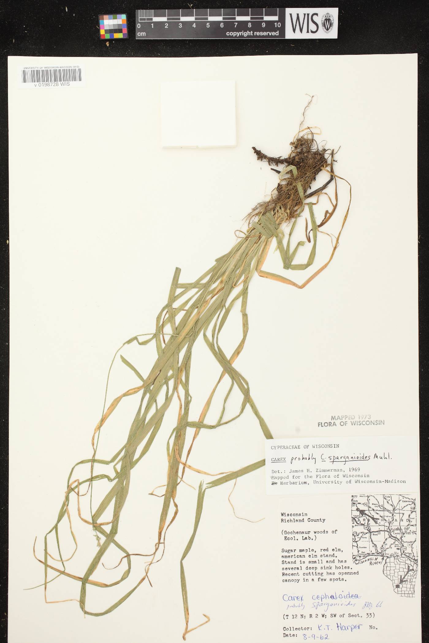 Carex sparganioides image