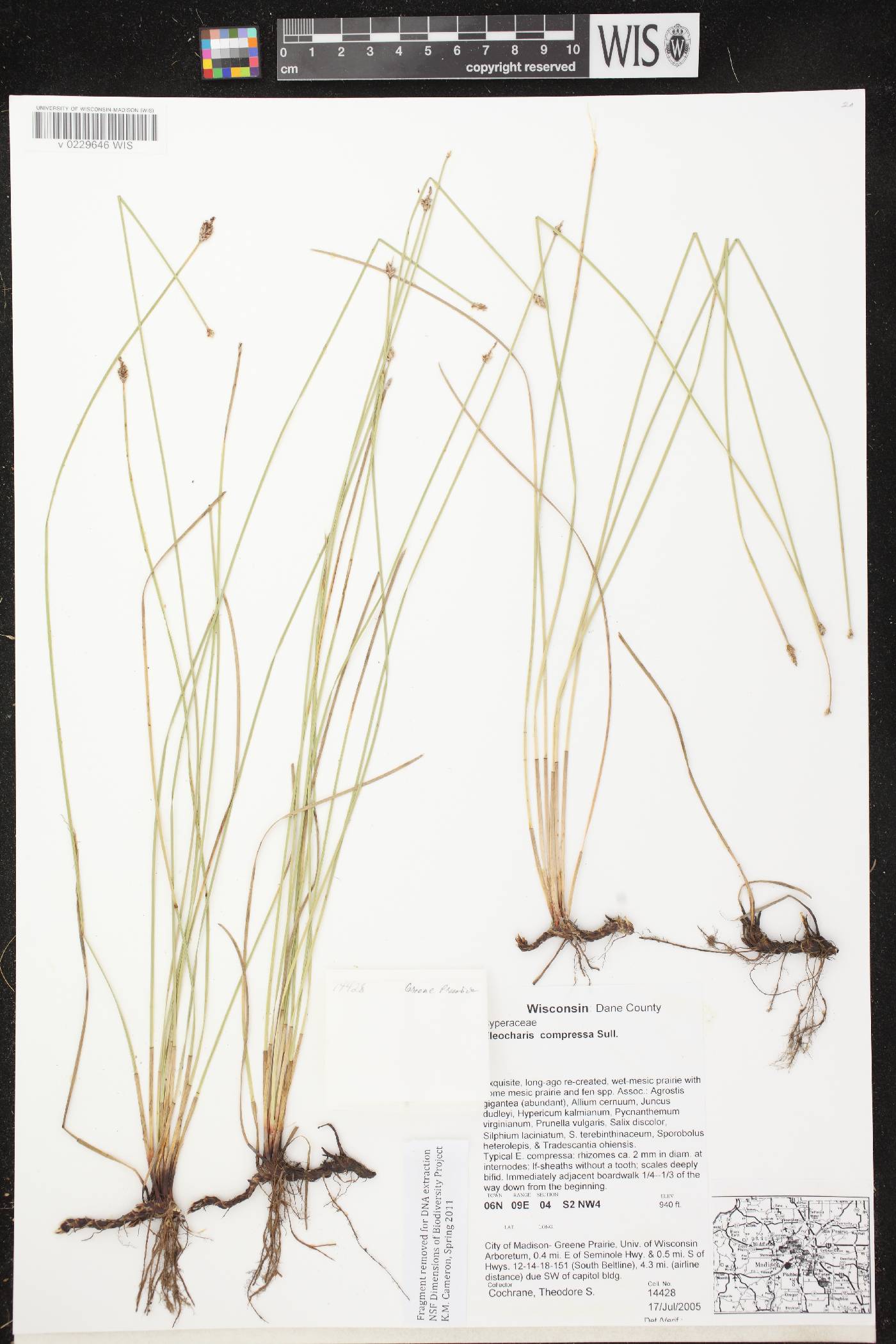 Eleocharis compressa var. compressa image