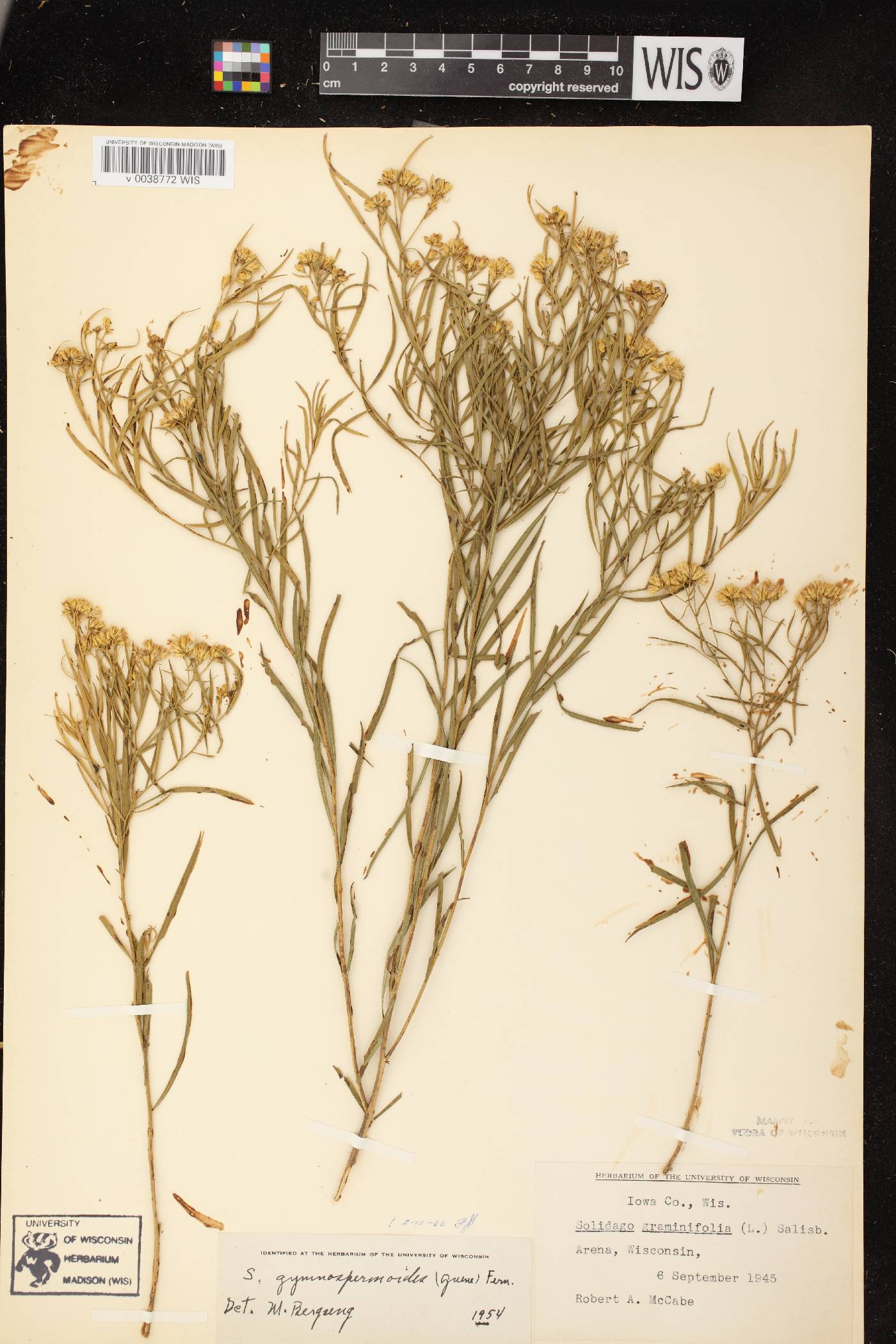 Euthamia gymnospermoides image