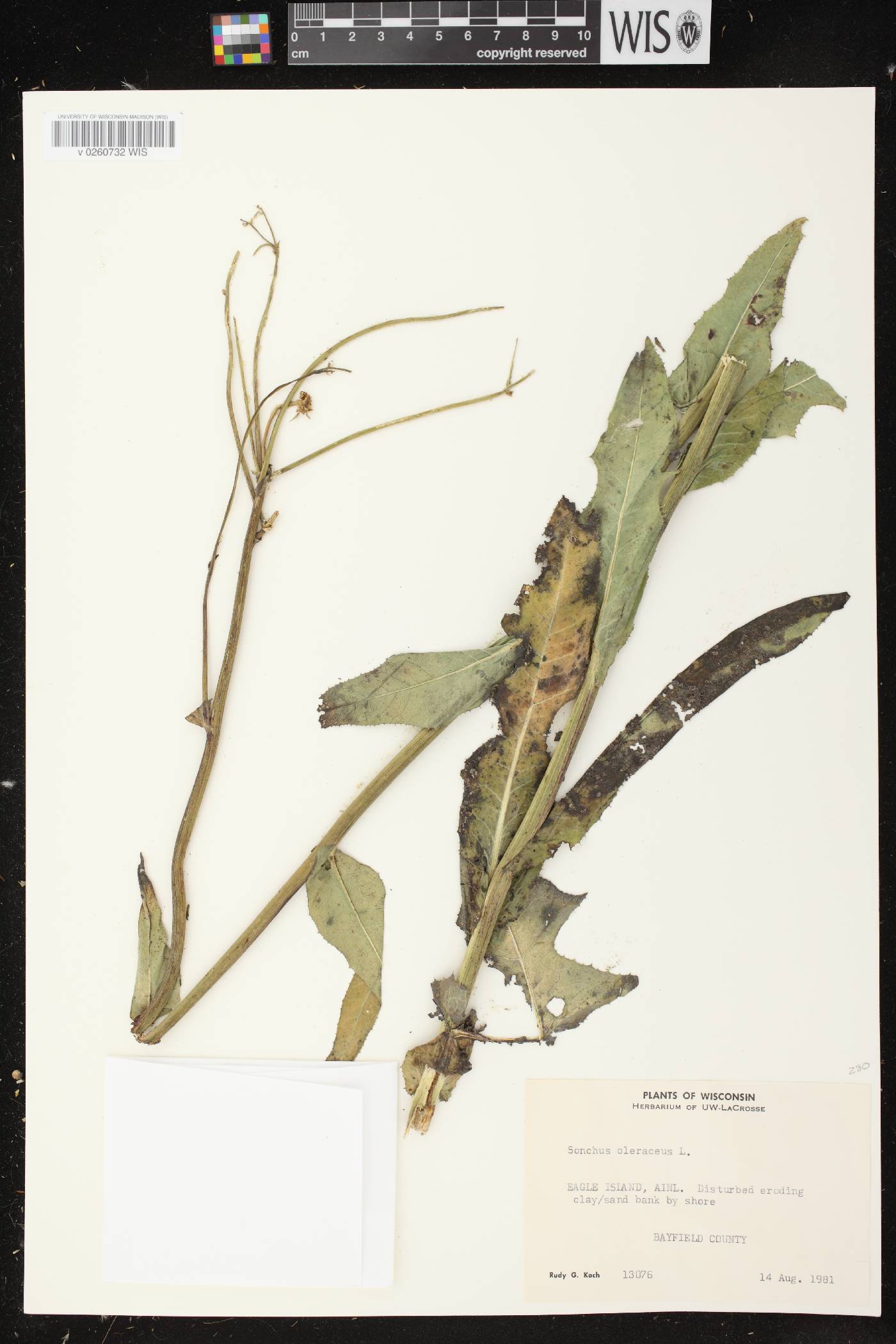 Sonchus oleraceus image