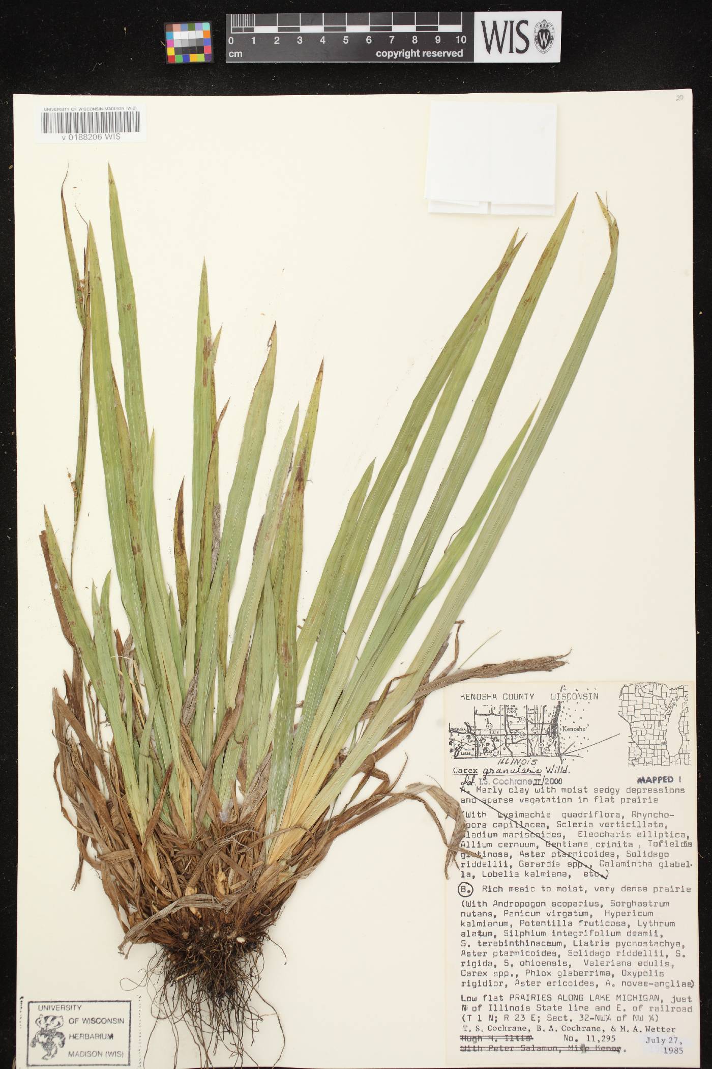 Carex granularis image