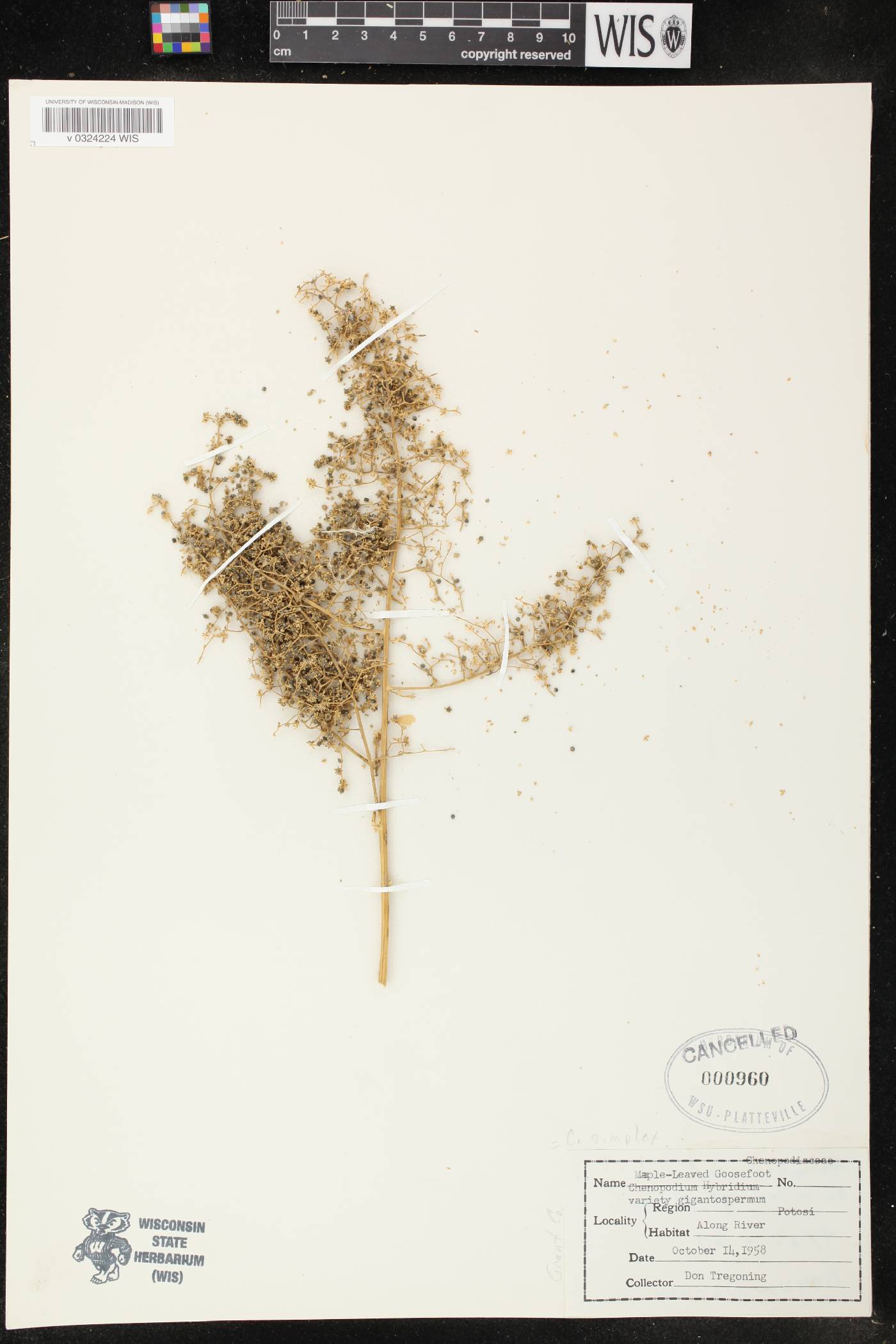 Chenopodium simplex image