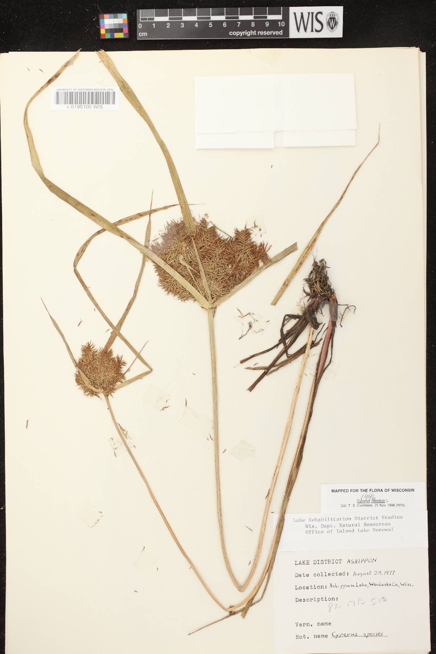 Cyperus odoratus image