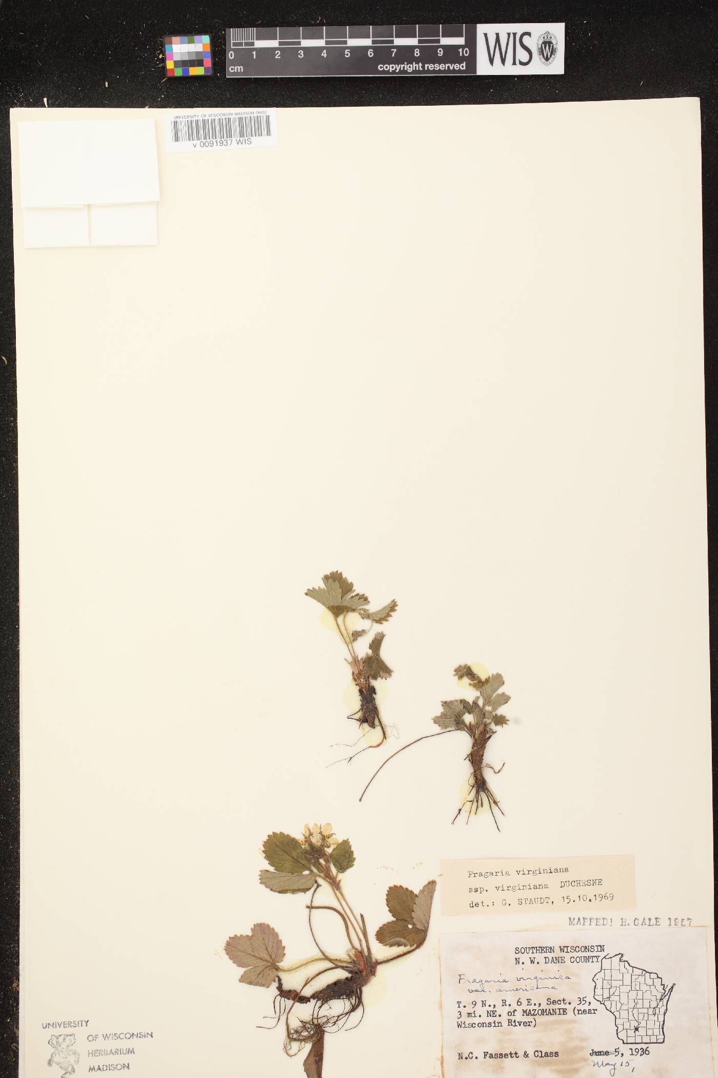 Fragaria virginiana image