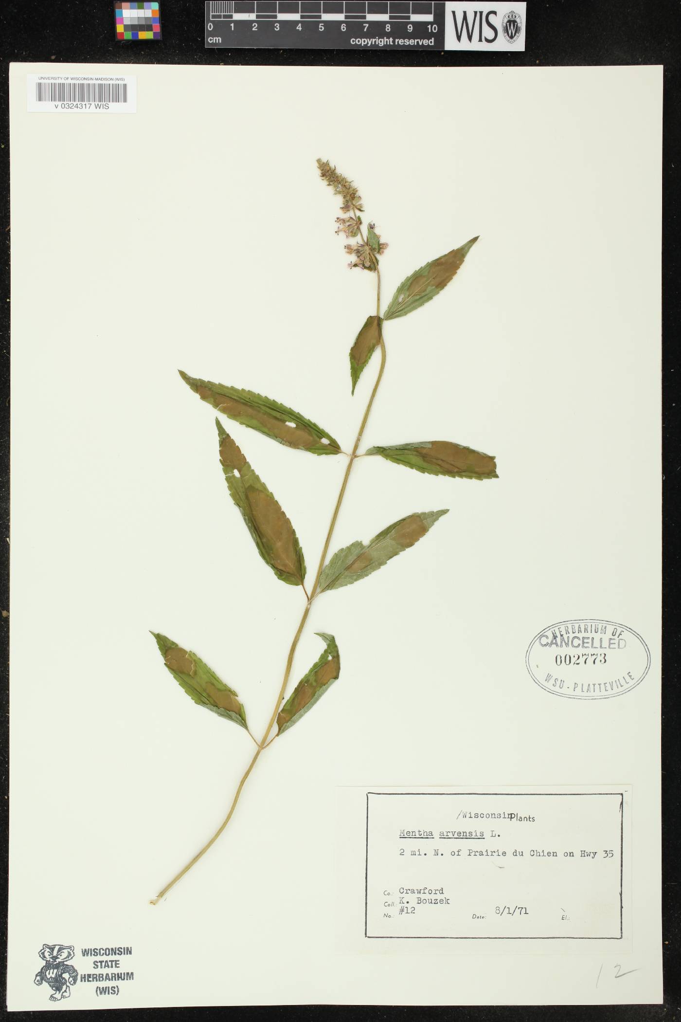 Mentha canadensis image