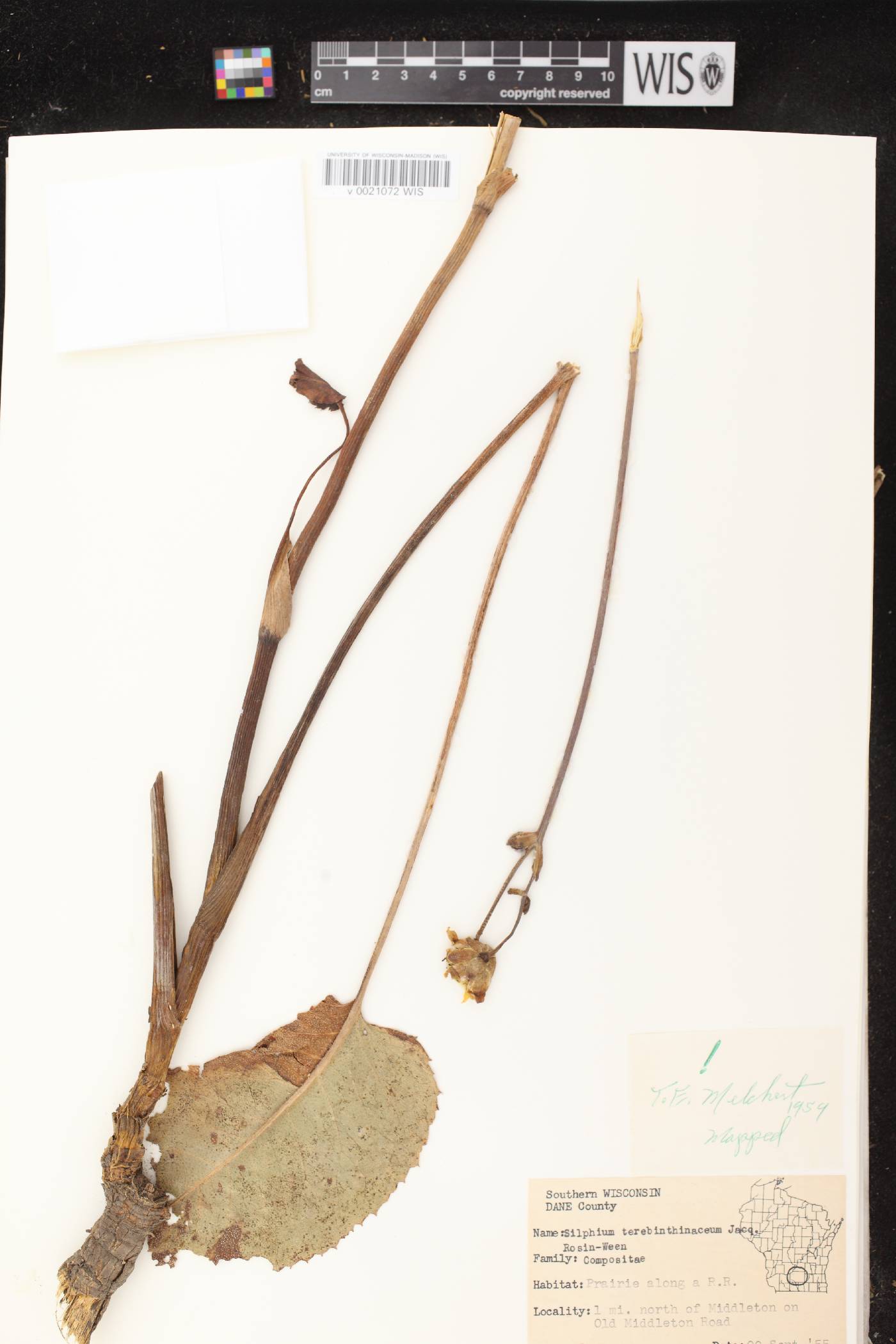 Silphium terebinthinaceum var. terebinthinaceum image