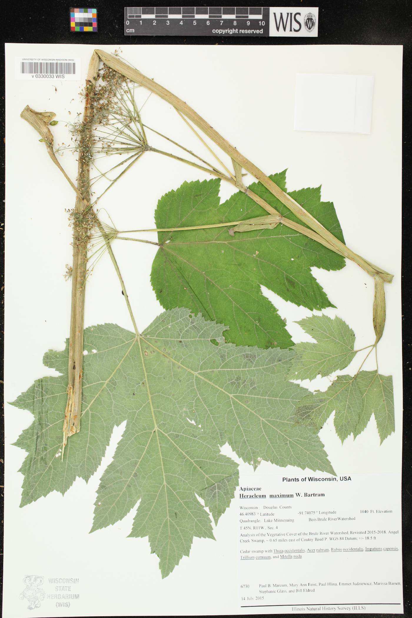 Heracleum maximum image