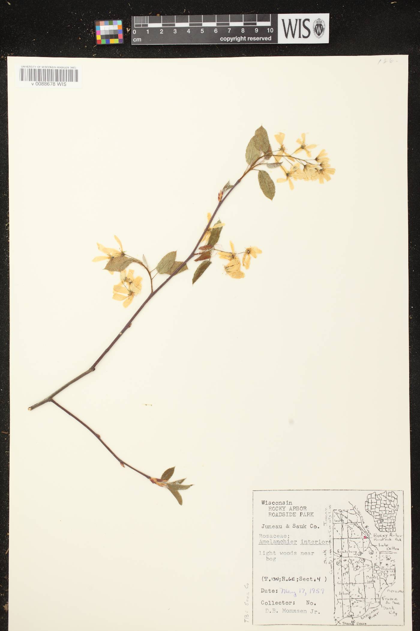 Amelanchier interior image