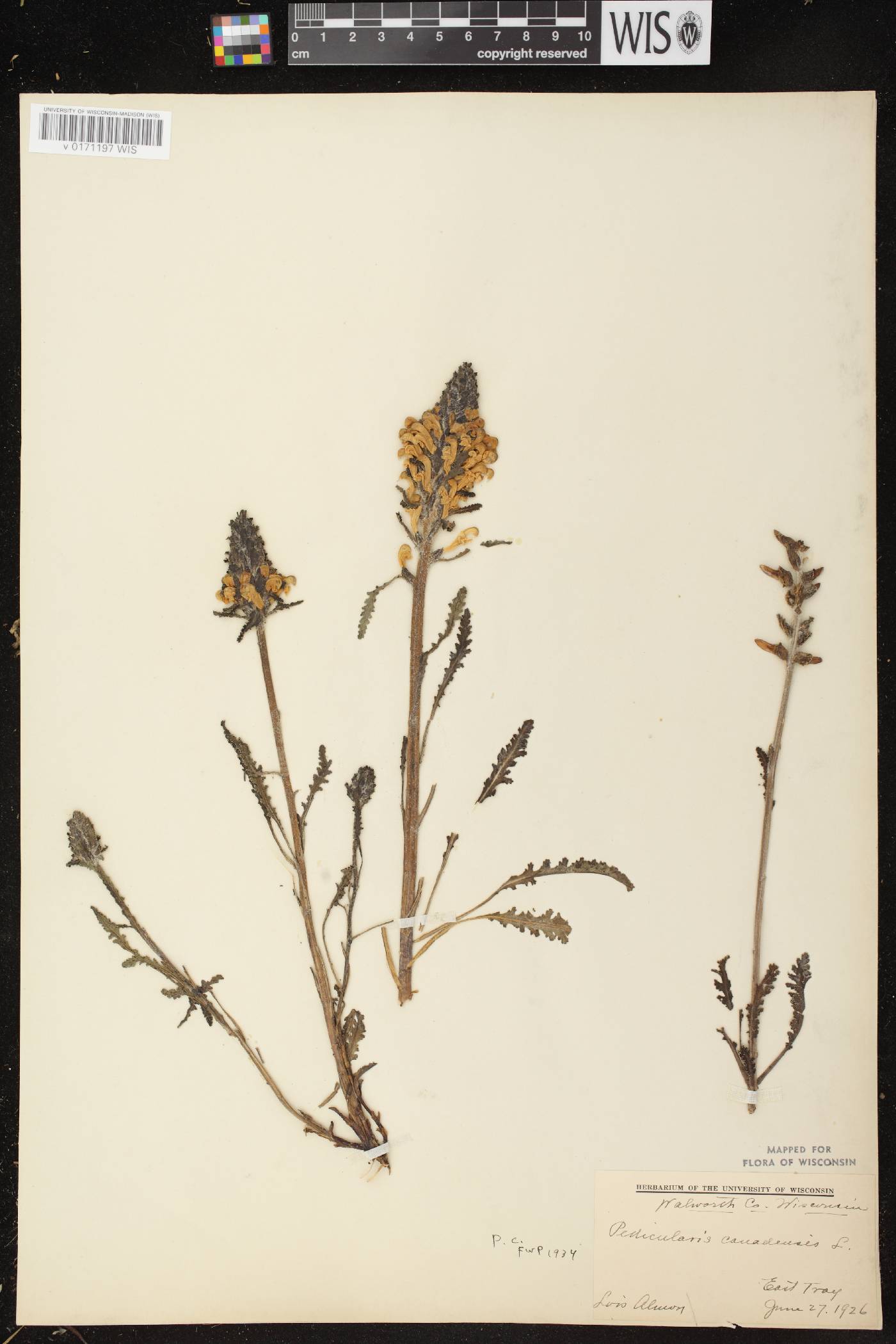 Pedicularis canadensis subsp. canadensis image