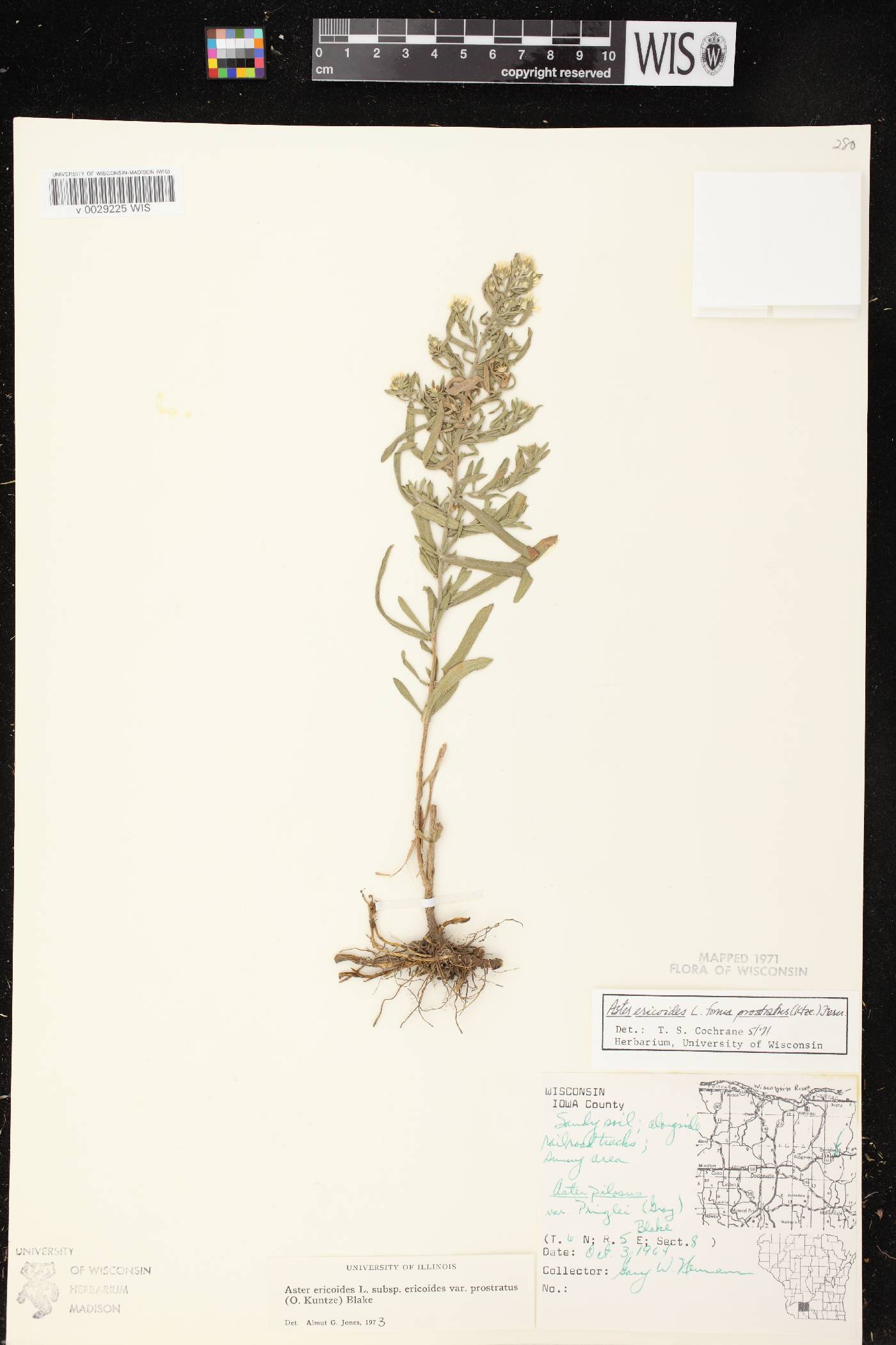 Symphyotrichum ericoides image