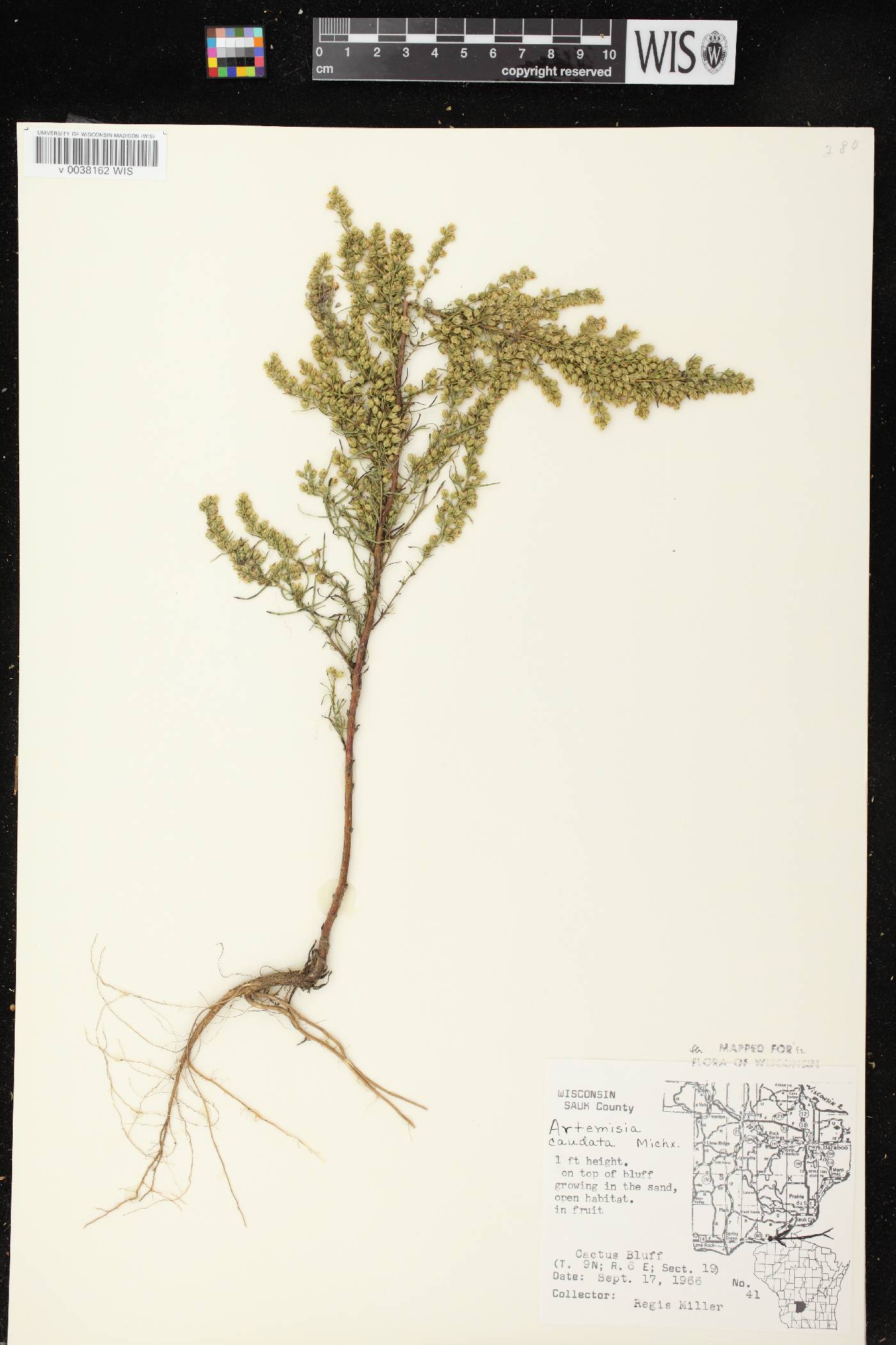 Artemisia campestris image