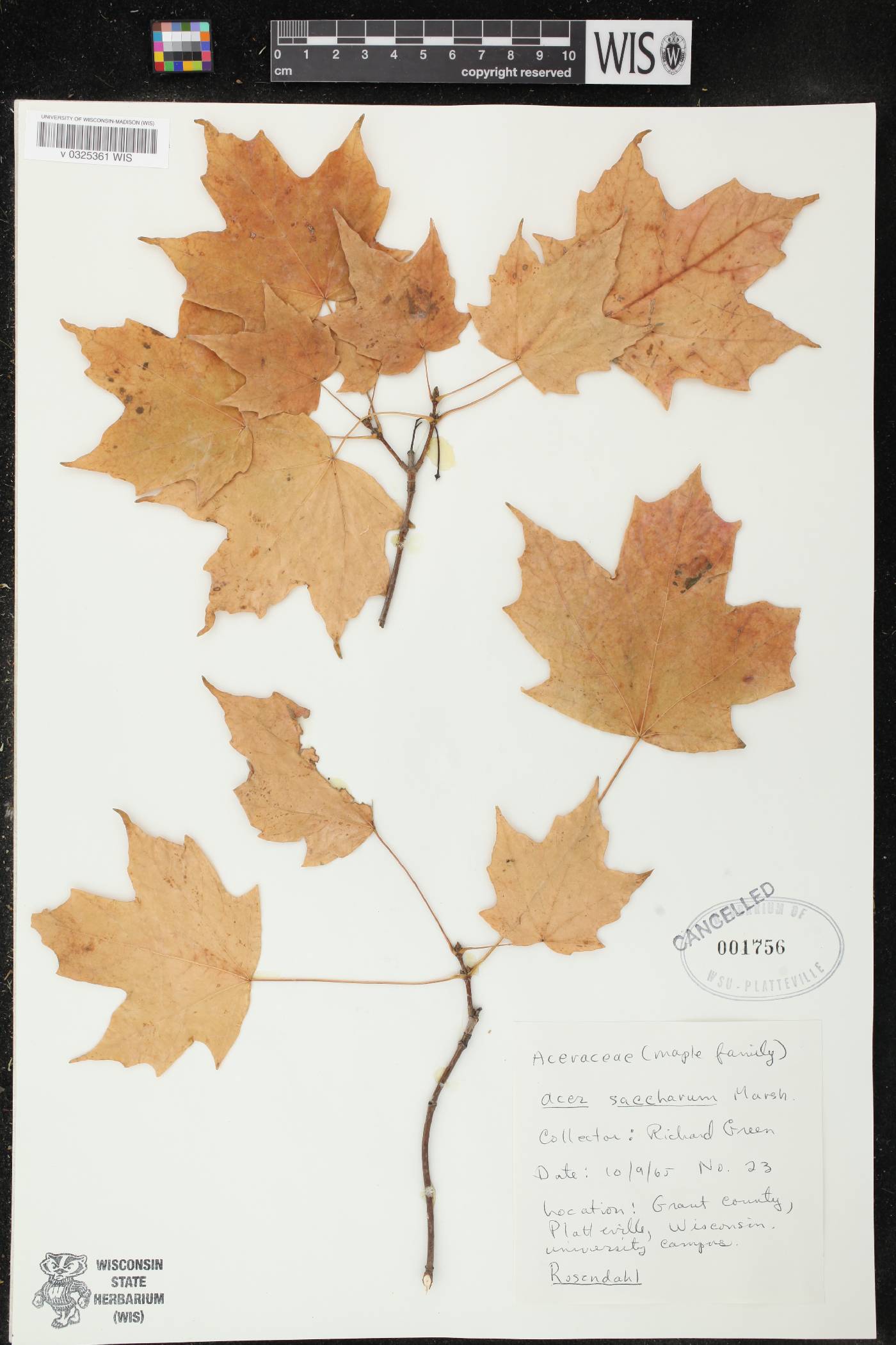 Acer saccharum image