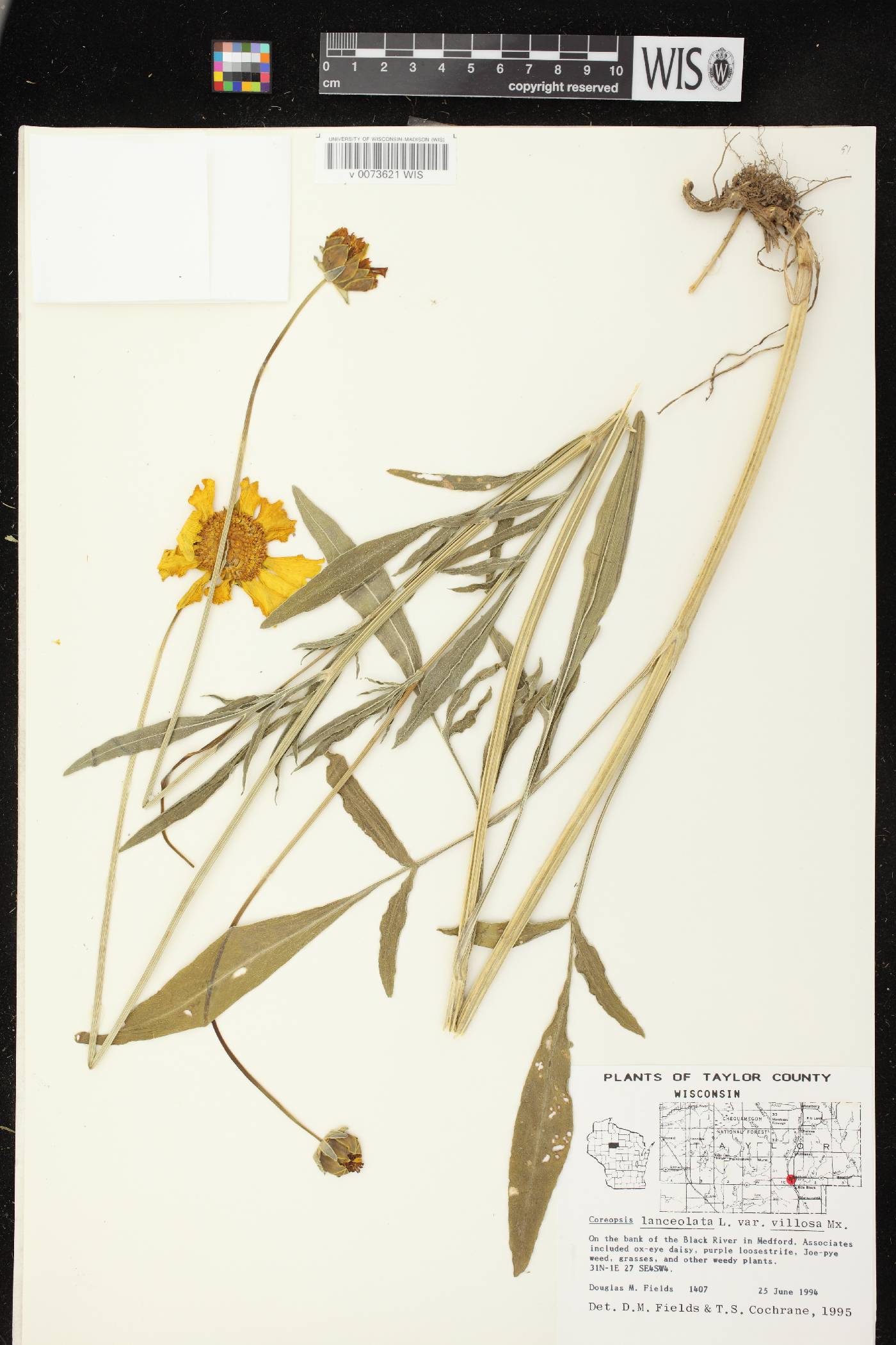 Coreopsis lanceolata image